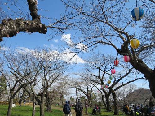 函館の桜レポート2017「今日の函館公園」 | 特集一覧 | はこぶら