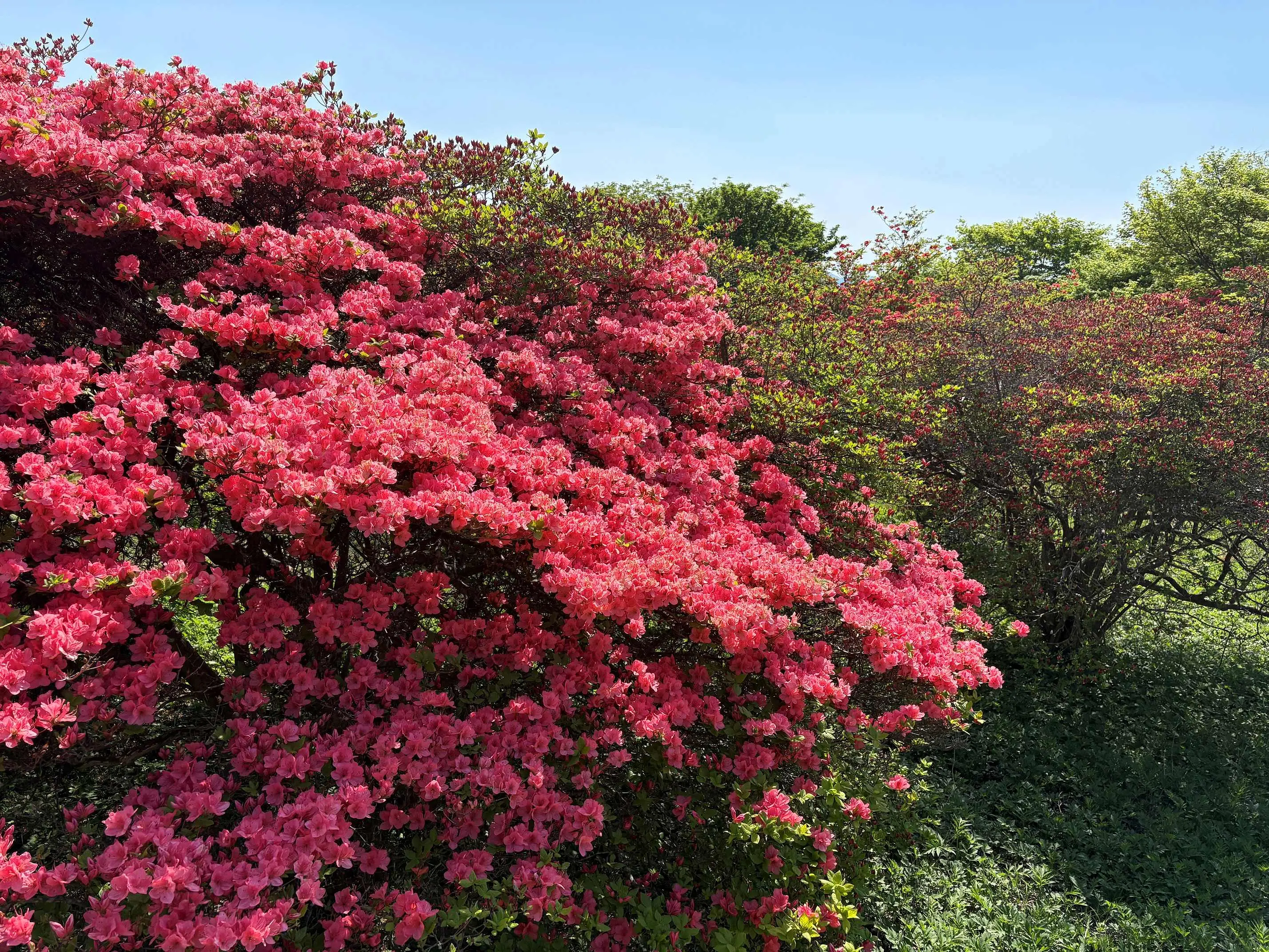 つつじ開花２.jpg