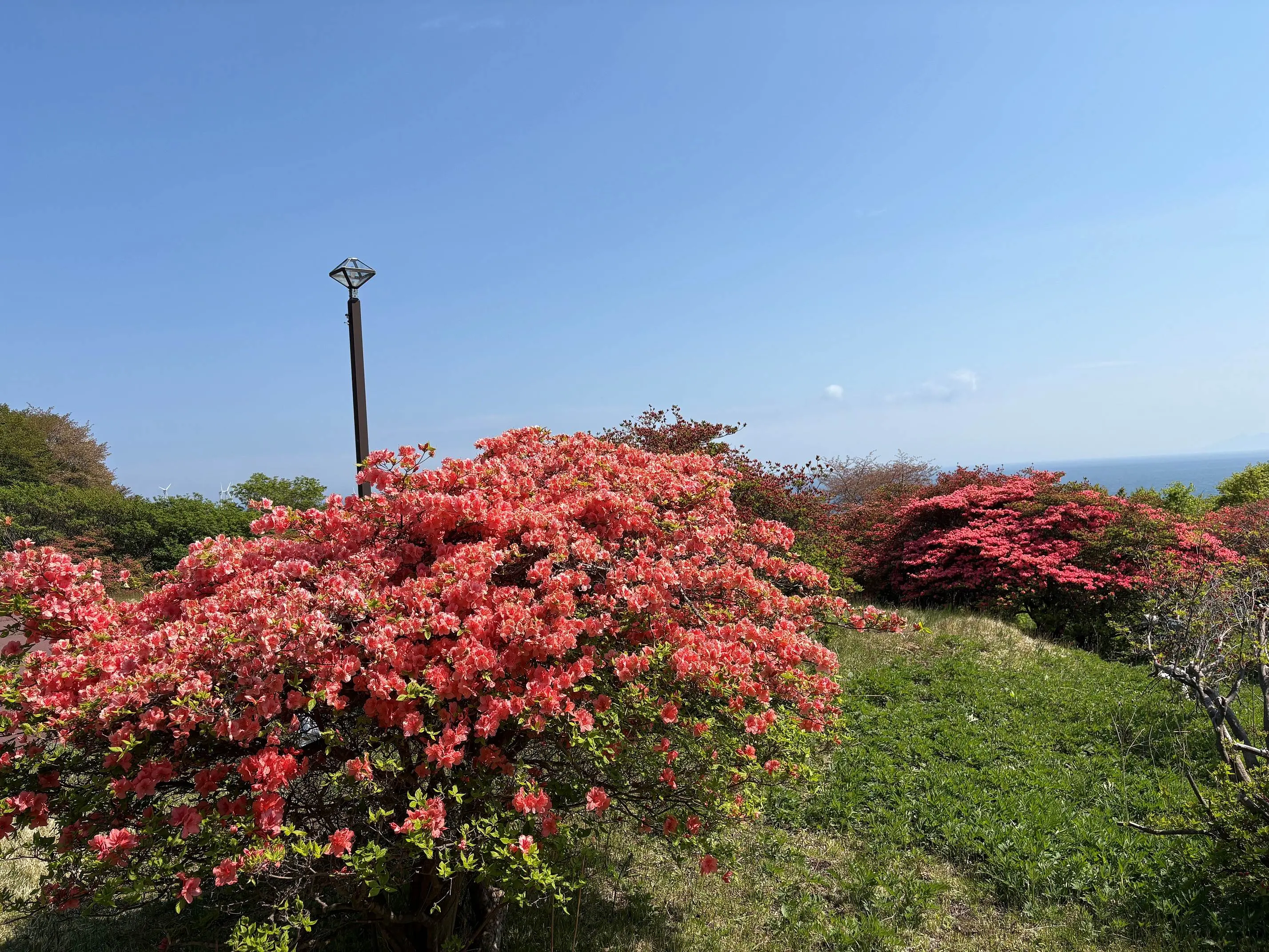 つつじ開花３.jpg