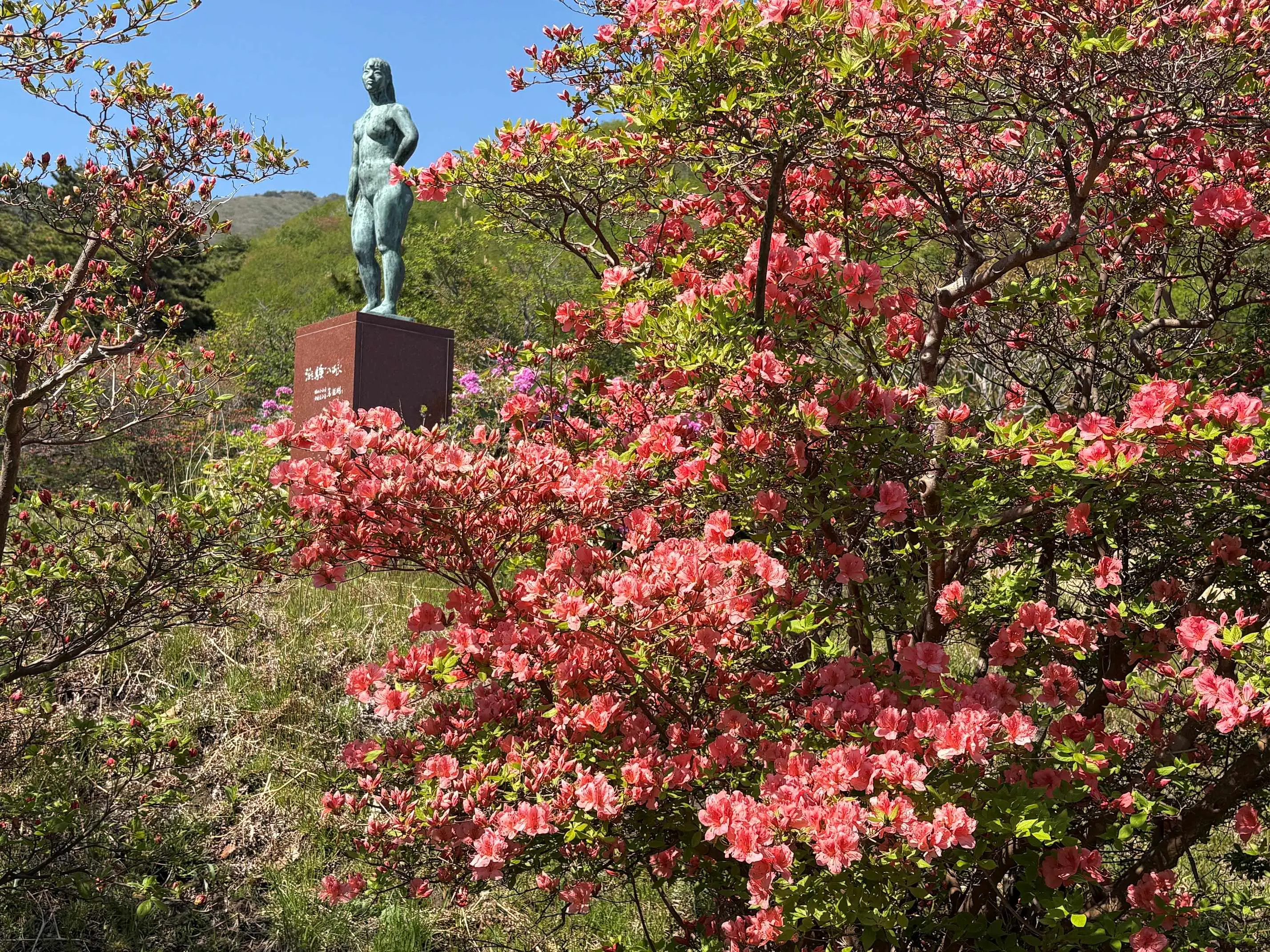 つつじ開花４.jpg