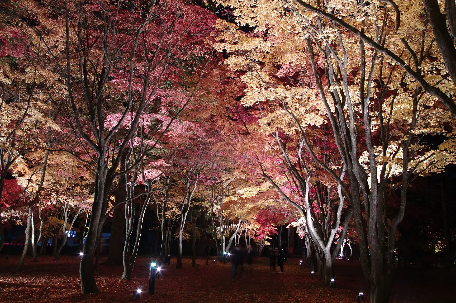 紅葉イベントイメージ
