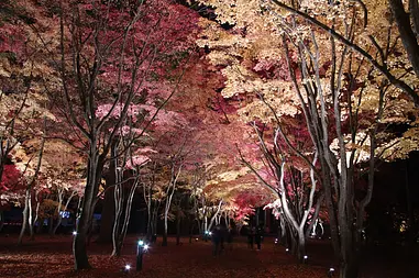 紅葉イベントイメージ
