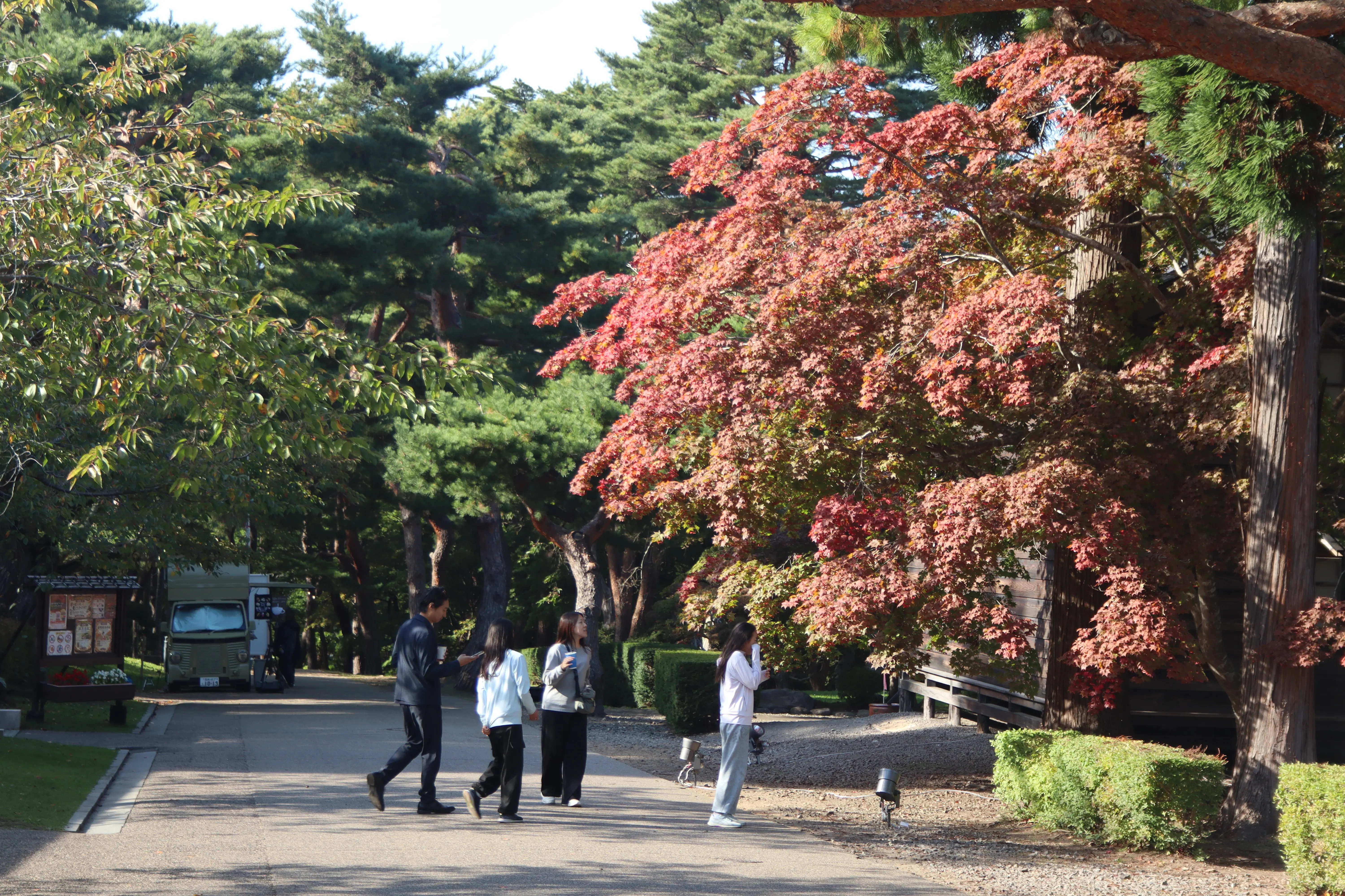 ※函館新聞社撮影※261018オオサカヅキ.JPG