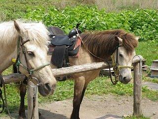 「どさんこ馬」。やさしくてかわいい顔をしています。