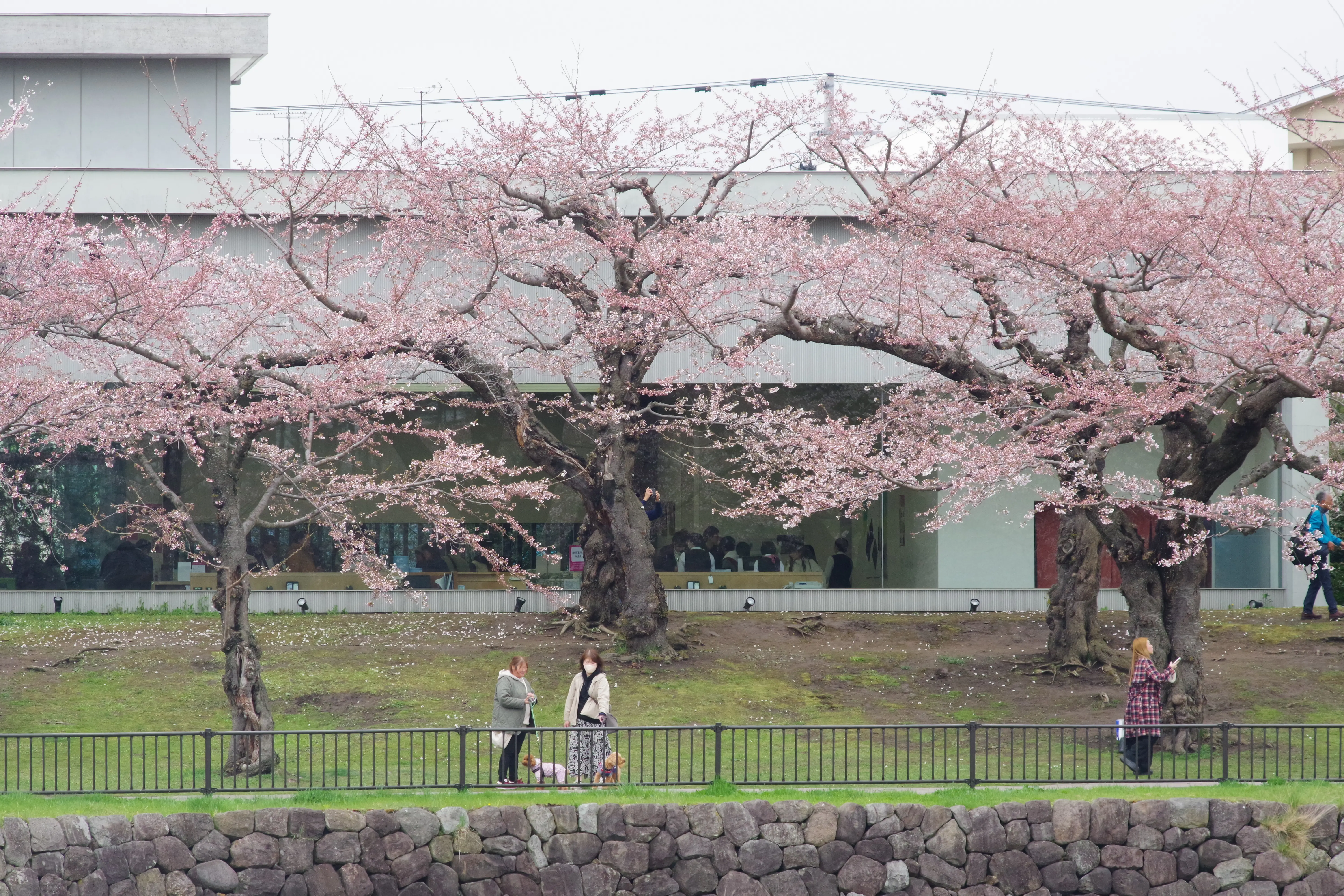 ※函館新聞社撮影※五稜郭開花 (1).JPG