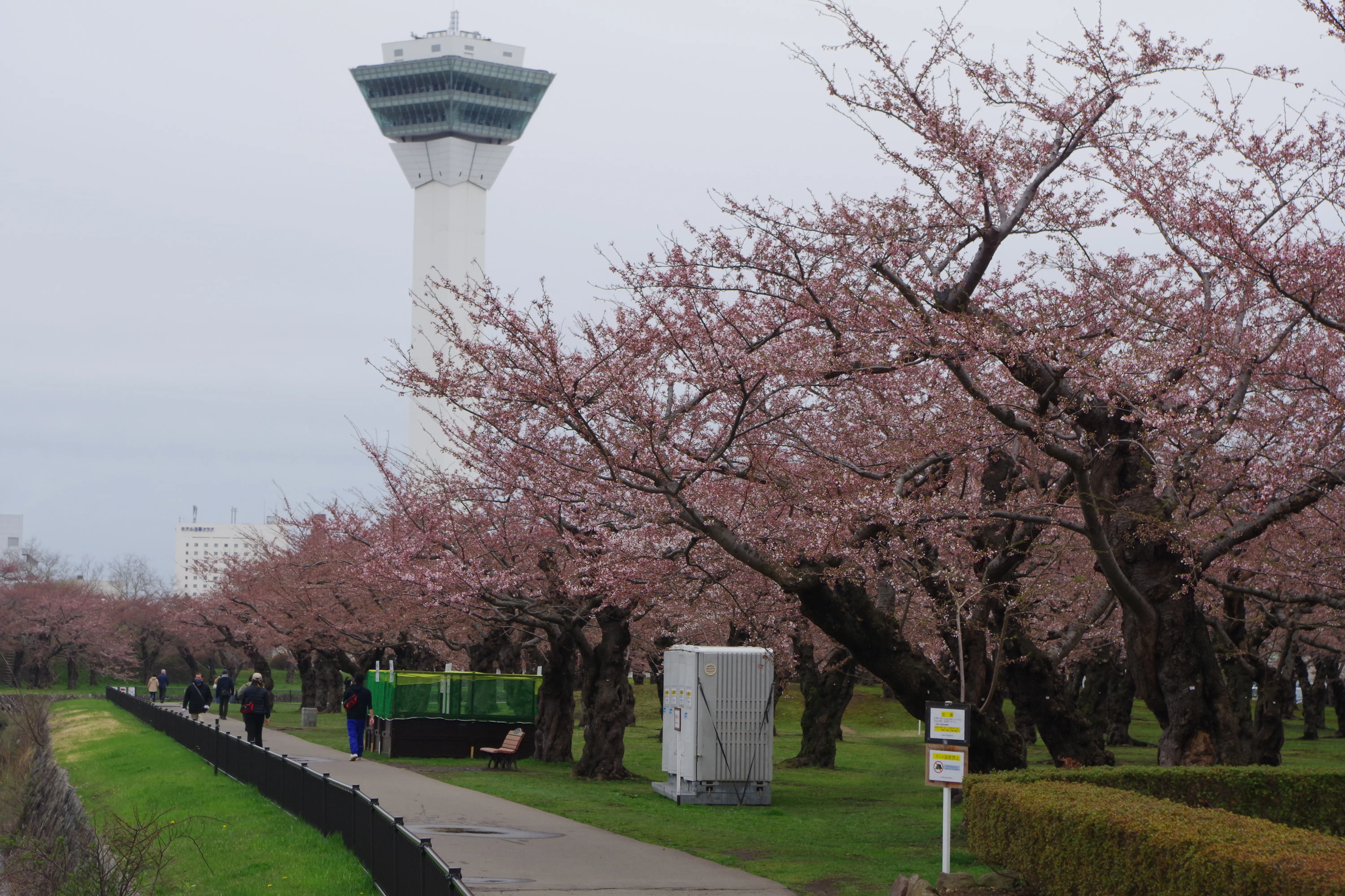 ※函館新聞社撮影※五稜郭開花 (4).JPG