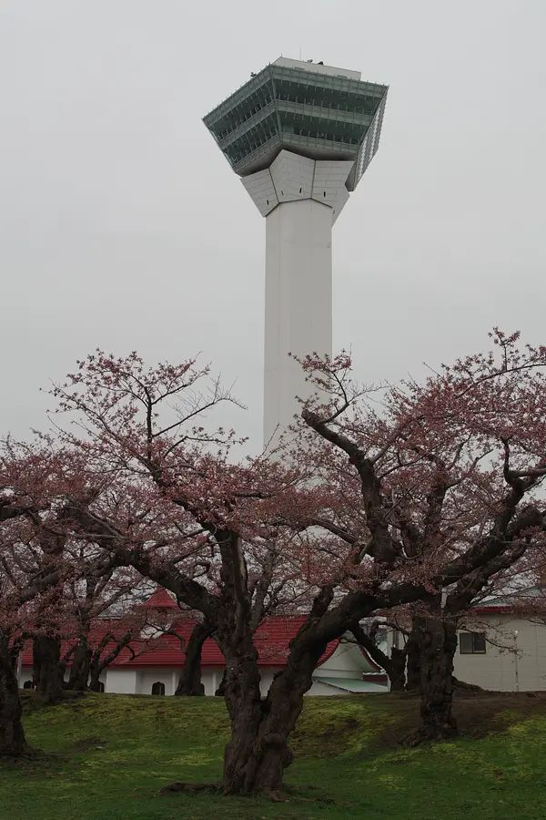 ※函館新聞社撮影※五稜郭開花 (2).JPG