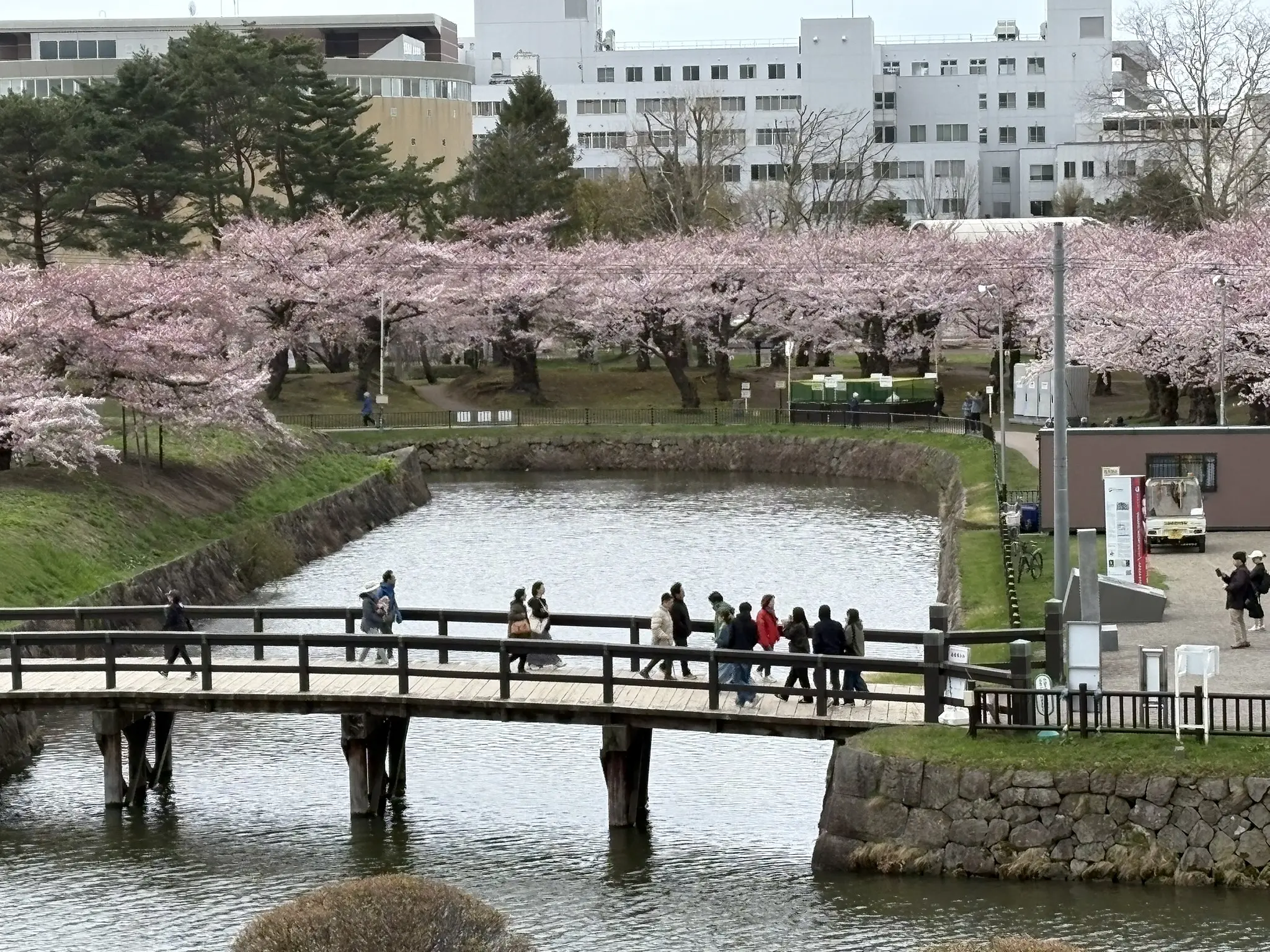 4月27日】五稜郭公園の桜の開花状況 | 新着情報 | はこぶら