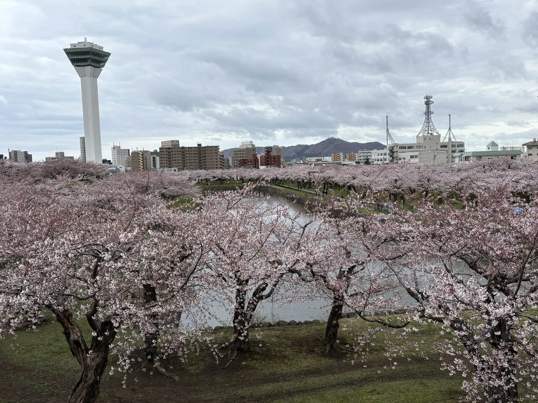 4月27日】五稜郭公園の桜の開花状況 | 新着情報 | はこぶら