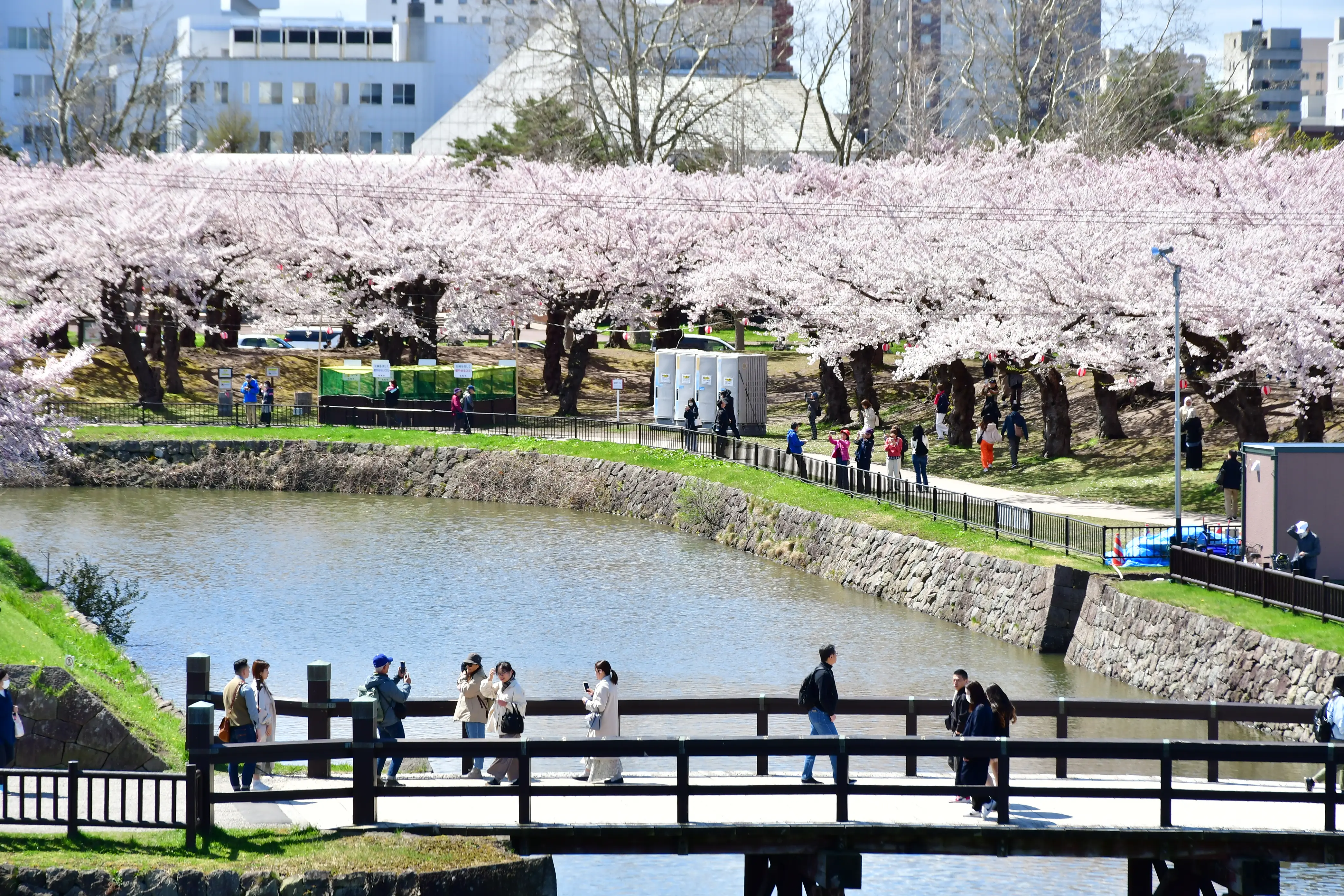 4月30日】五稜郭公園の桜の開花状況 | 新着情報 | はこぶら