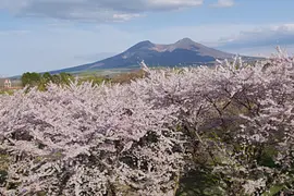 もりまち桜まつり
