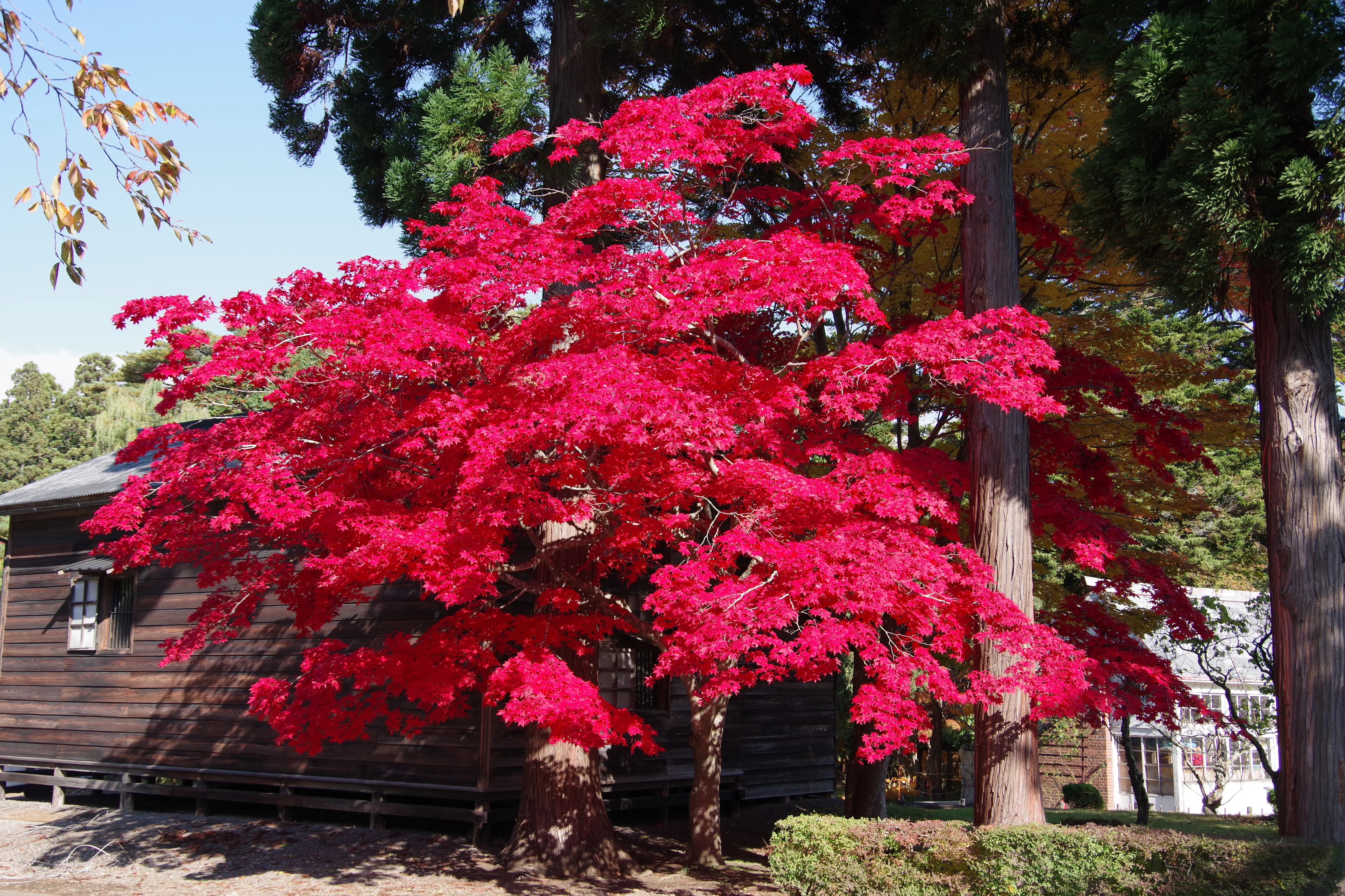 ※函館新聞社撮影※1104香雪園 (2).JPG