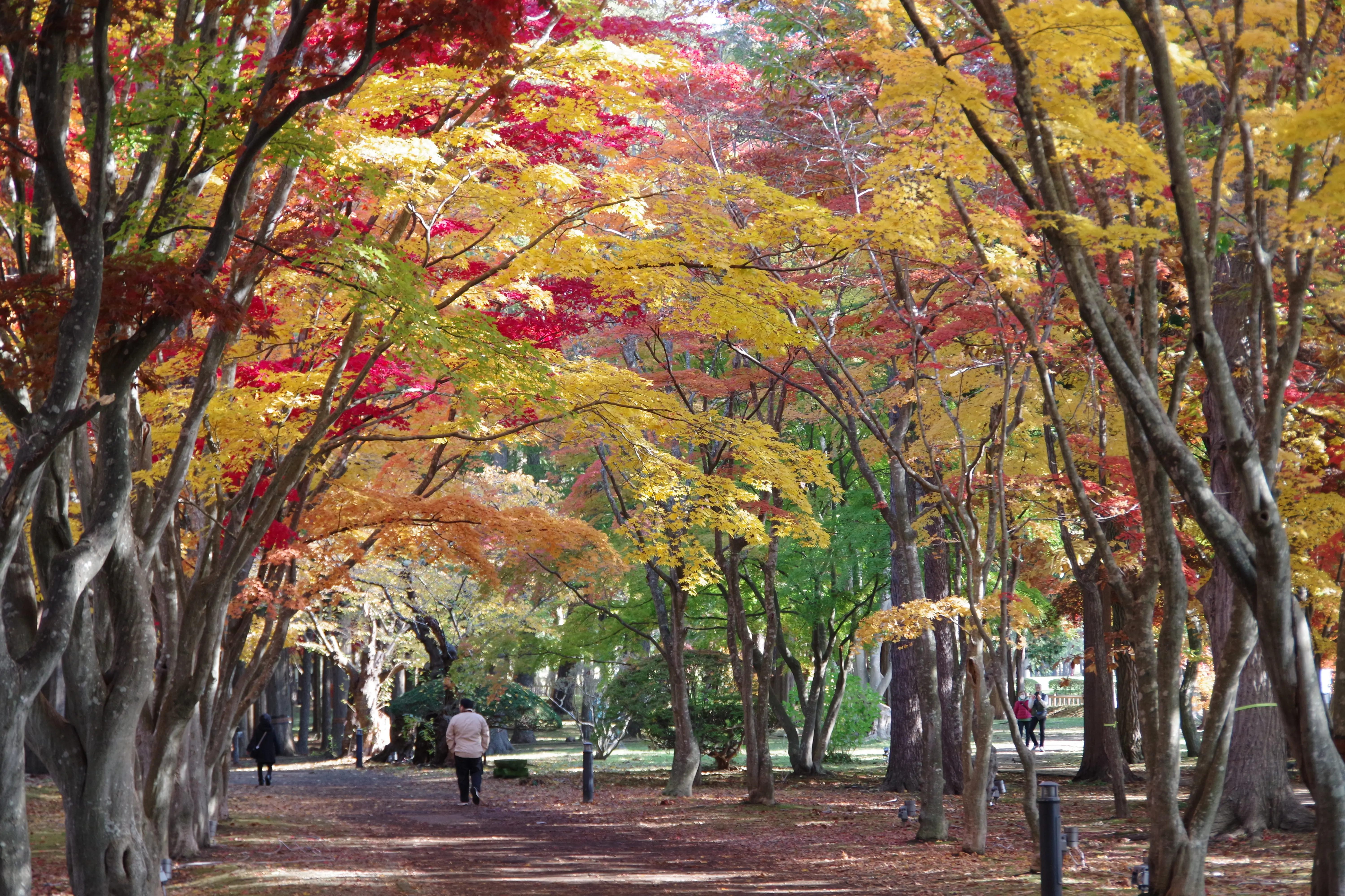 ※函館新聞社撮影※1104香雪園 (3).JPG