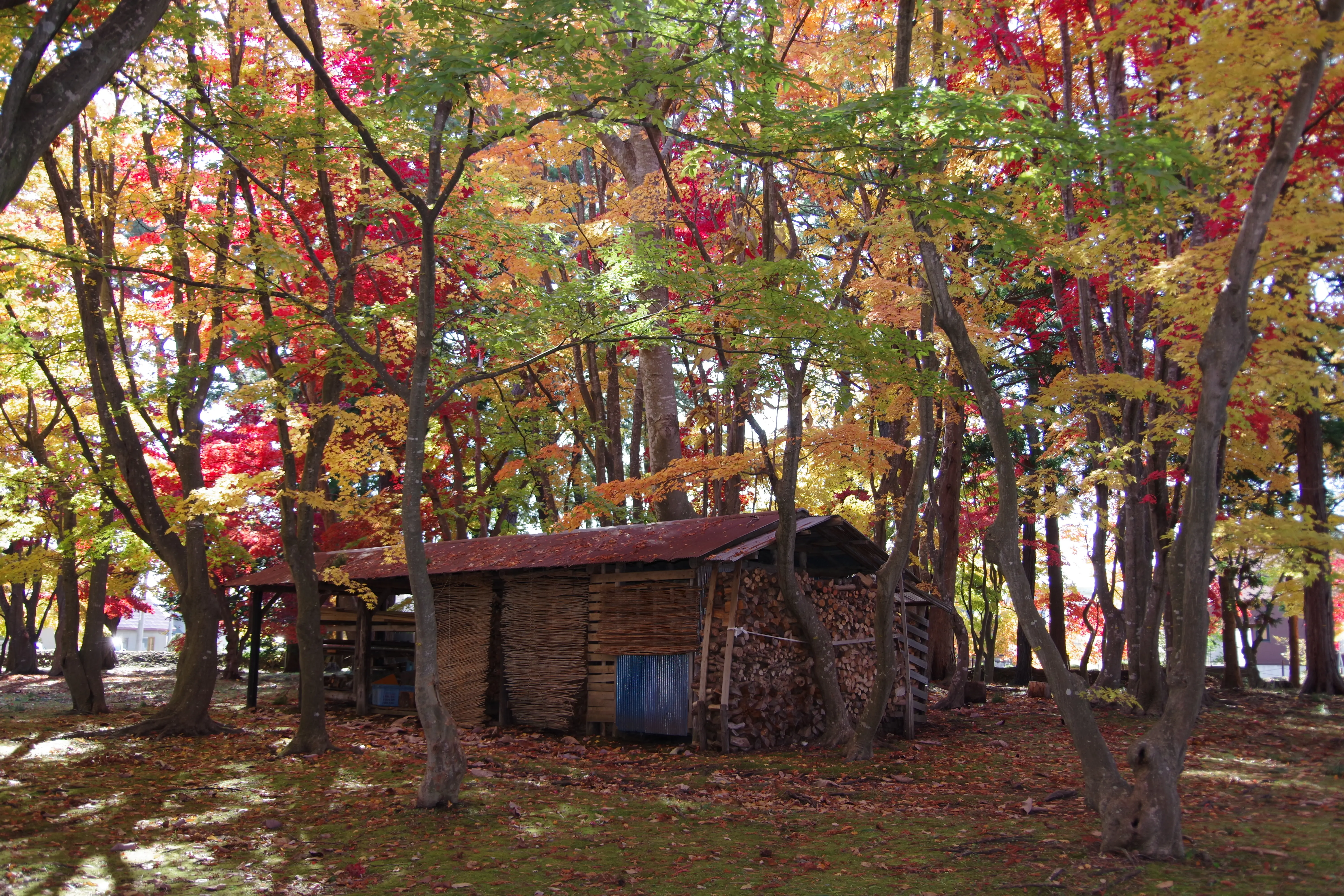 ※函館新聞社撮影※1104香雪園 (1).JPG
