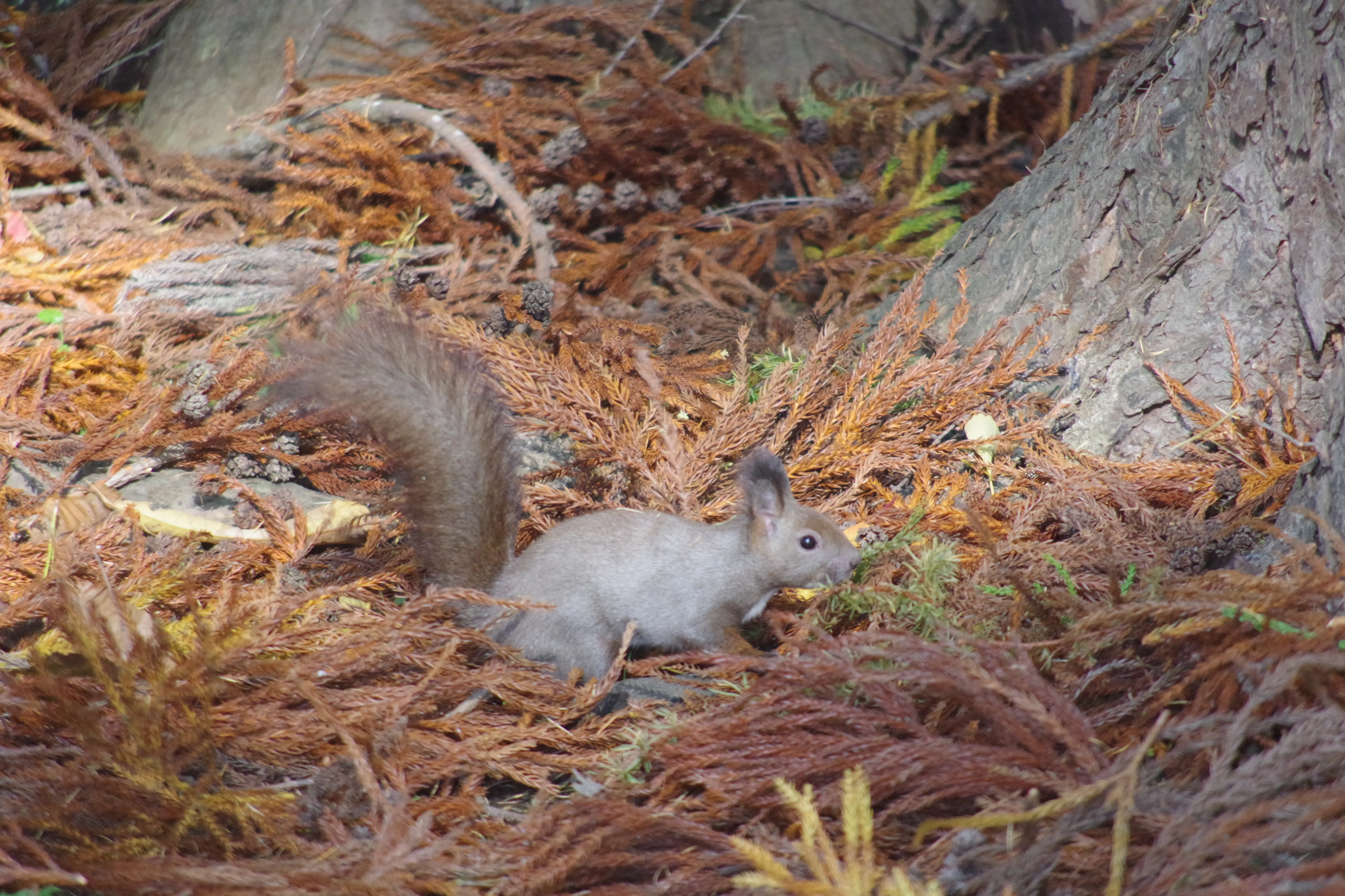 ※函館新聞社撮影※1104香雪園 (4).JPG