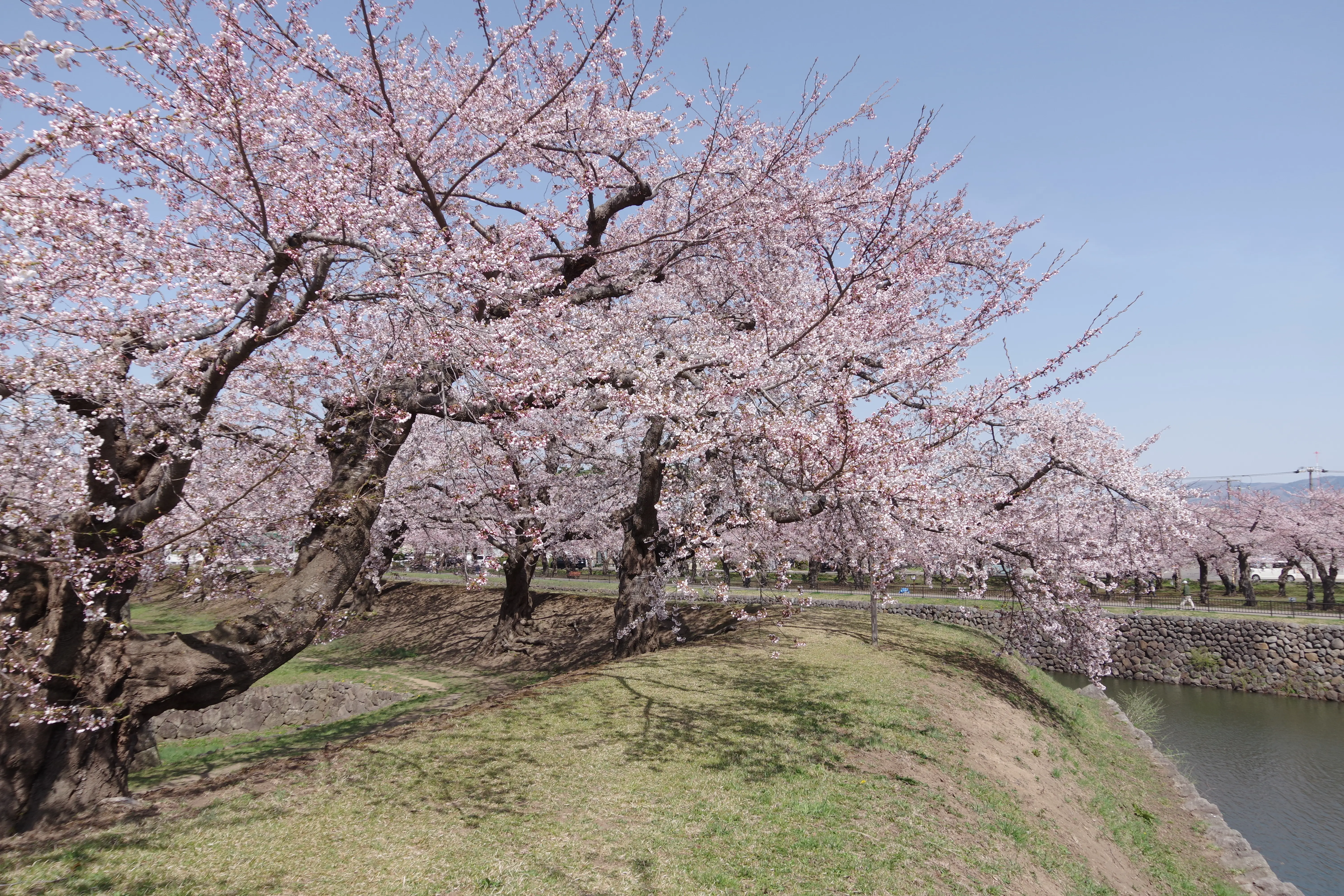 ※函館新聞社撮影※260420五稜郭公園 (3).JPG