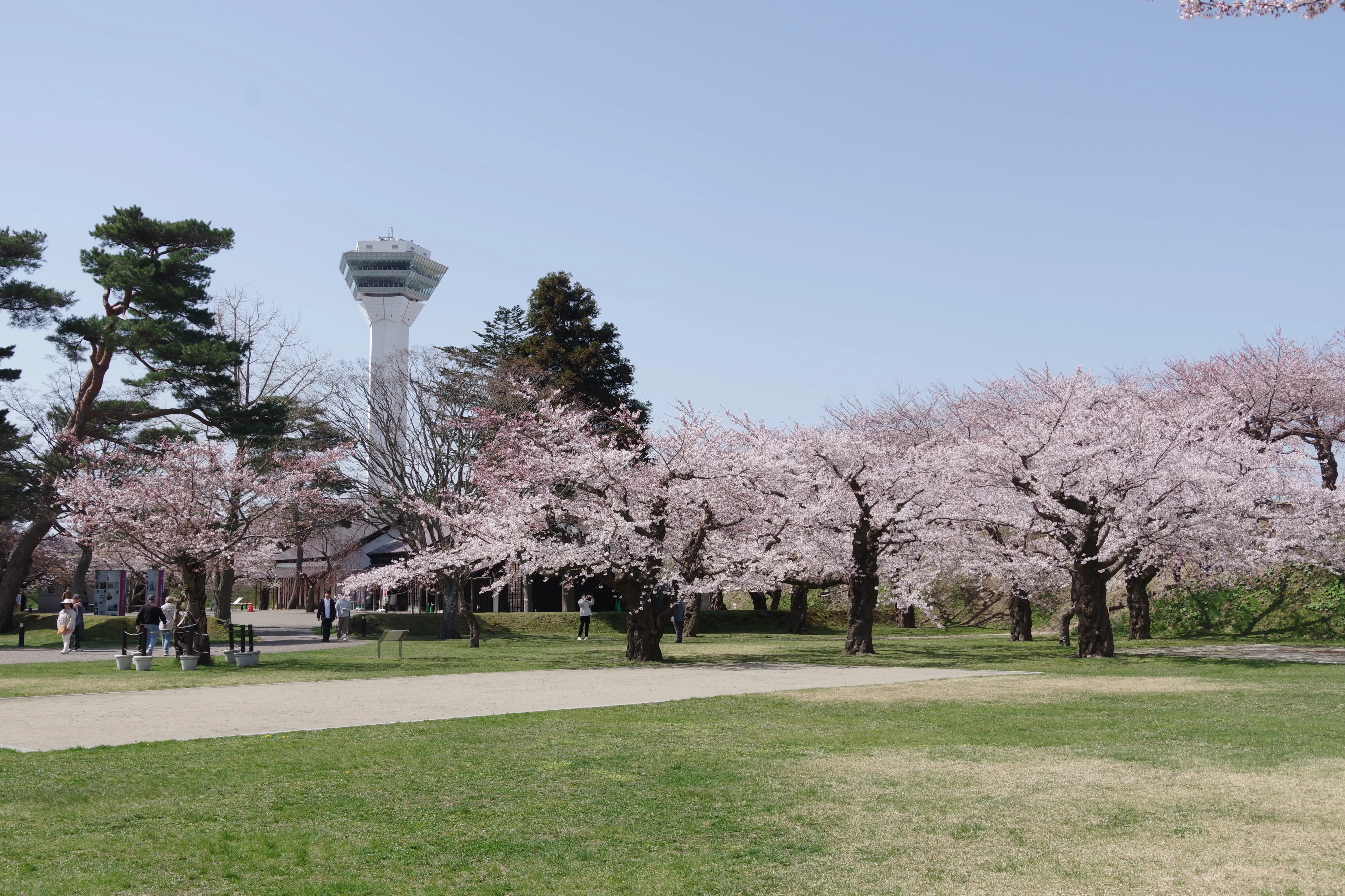 ※函館新聞社撮影※260420五稜郭公園 (4).JPG