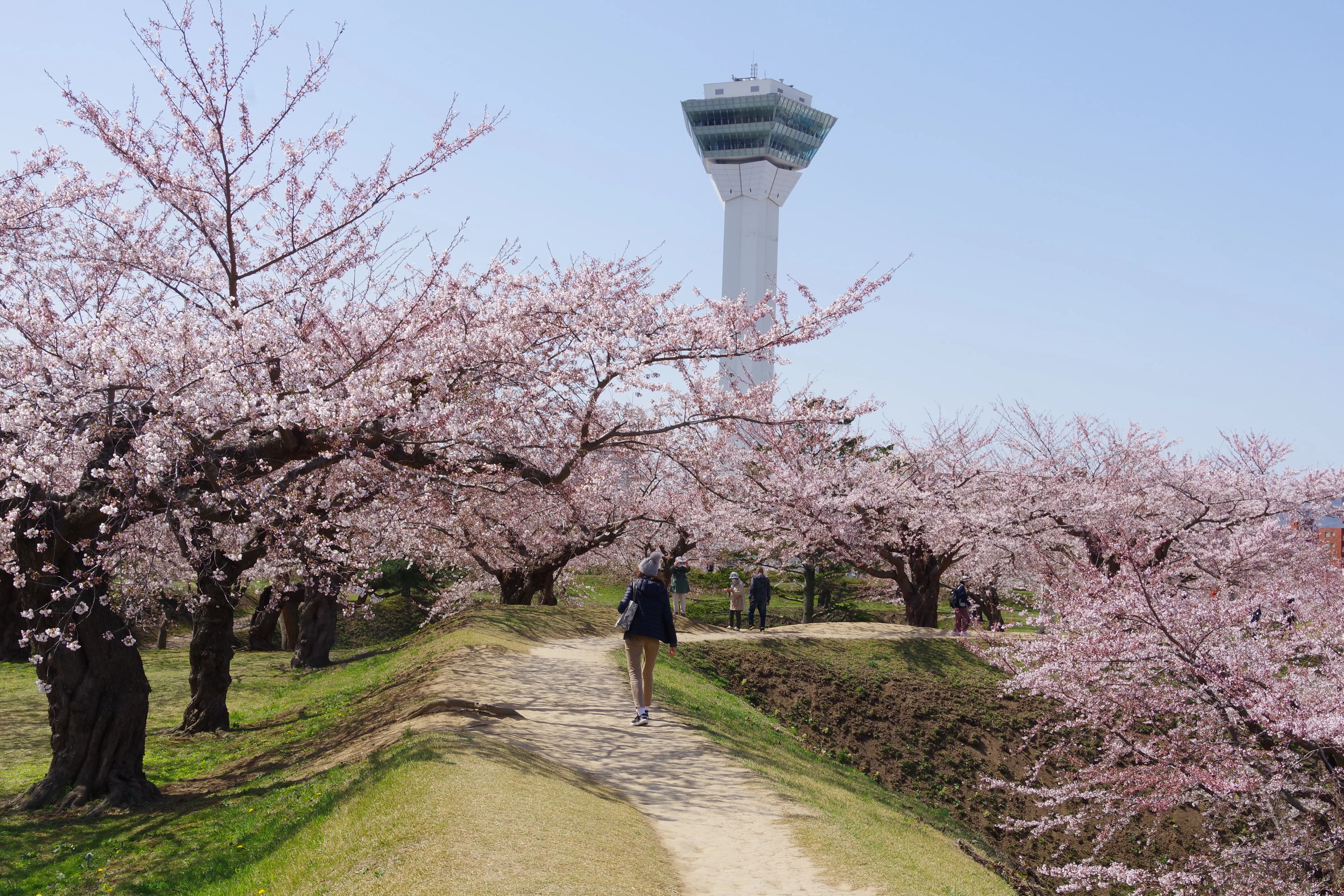 ※函館新聞社撮影※260420五稜郭公園 (6).JPG
