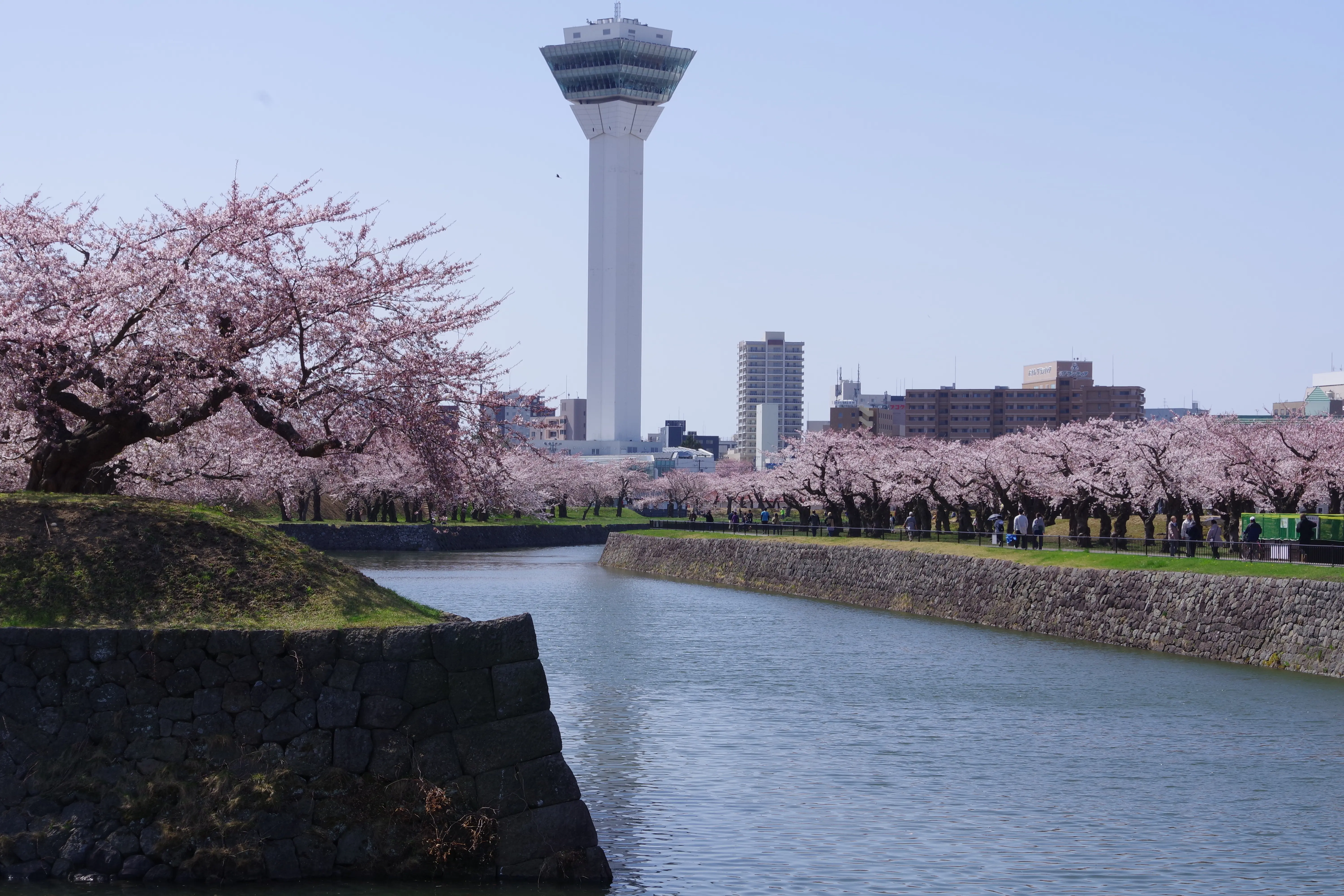 ※函館新聞社撮影※260420五稜郭公園 (7).JPG