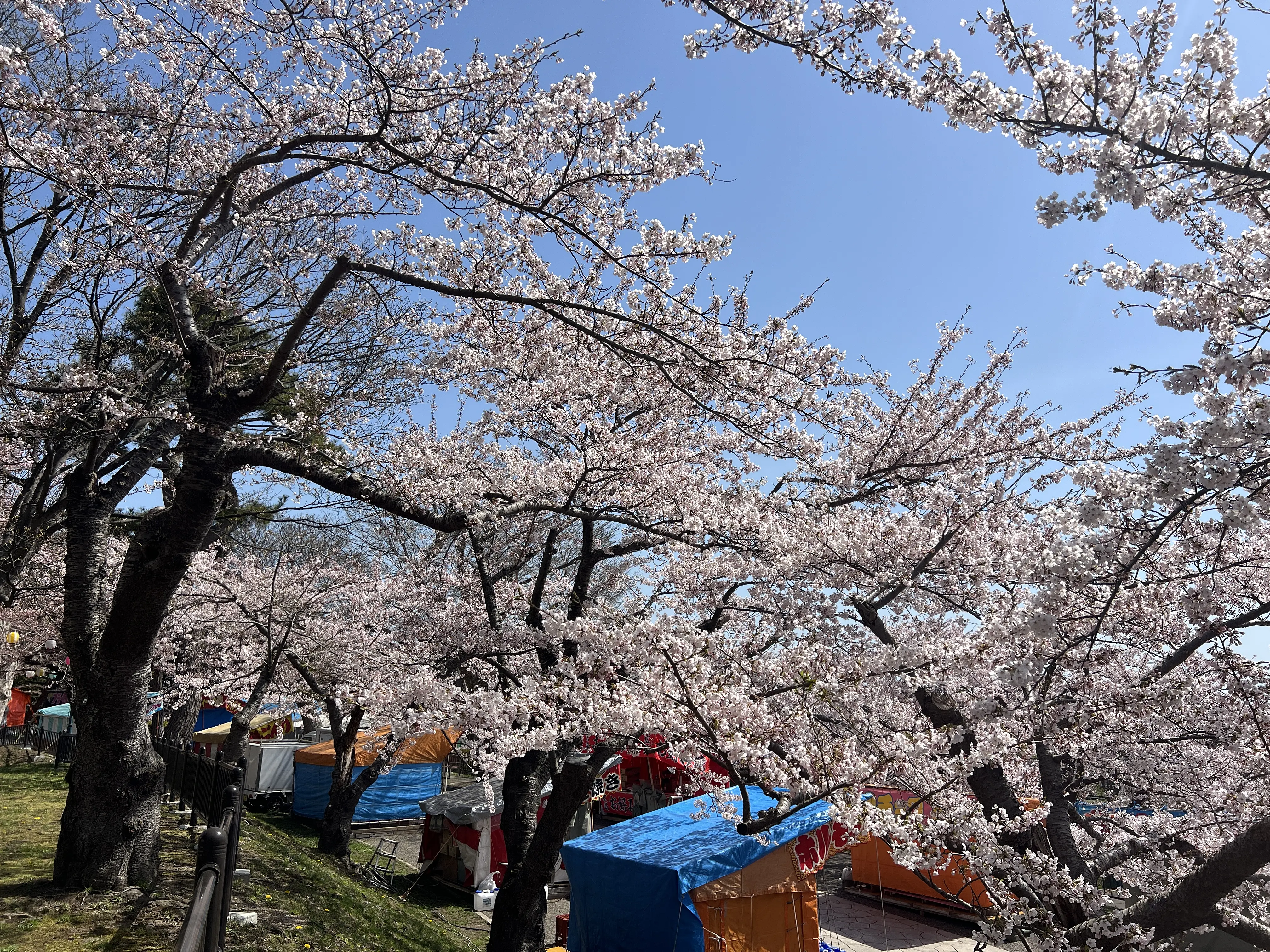 ※函館市観光部撮影※函館公園260420 (2).jpeg