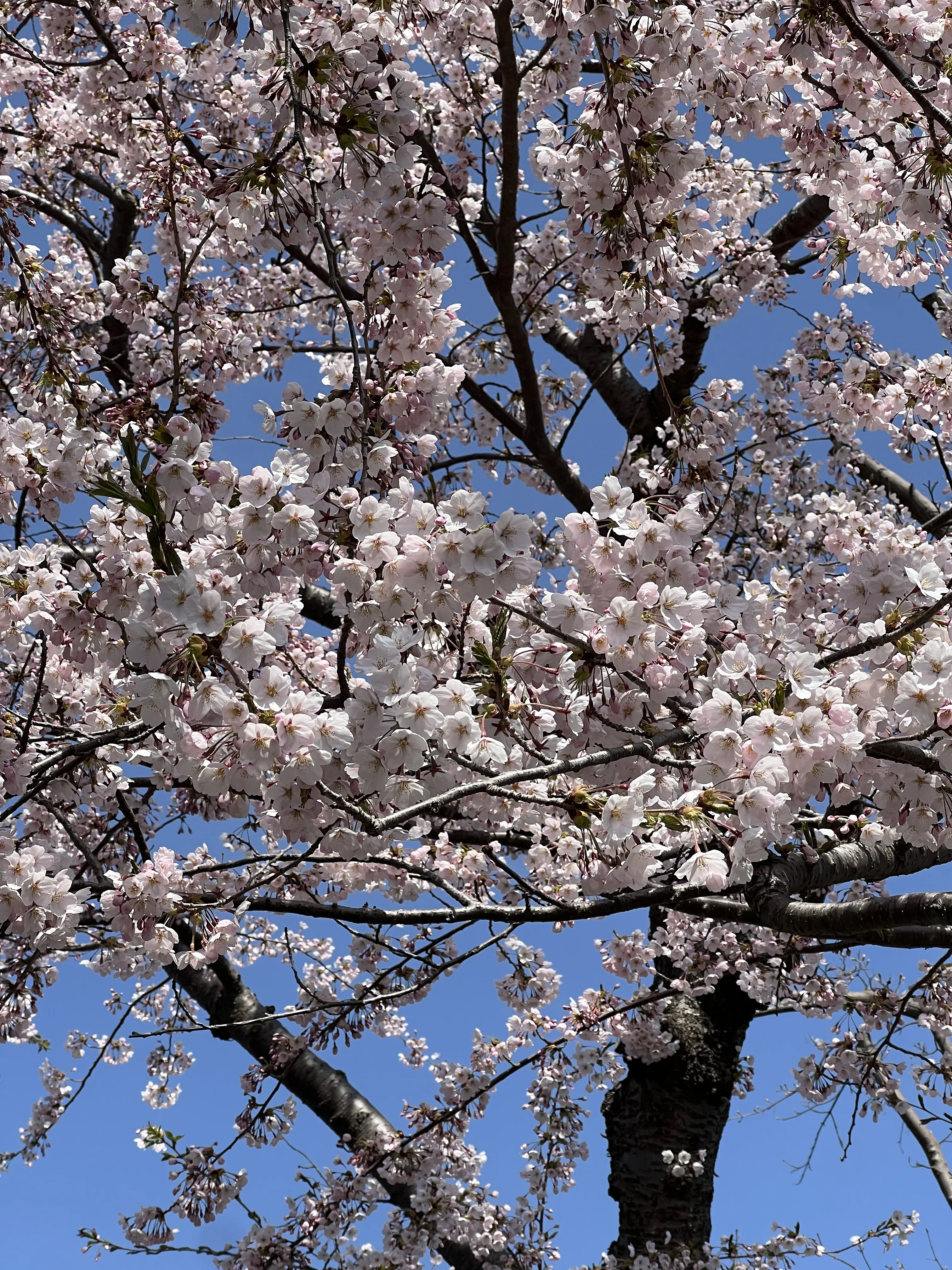 ※函館市観光部撮影※函館公園260420 (3).jpeg