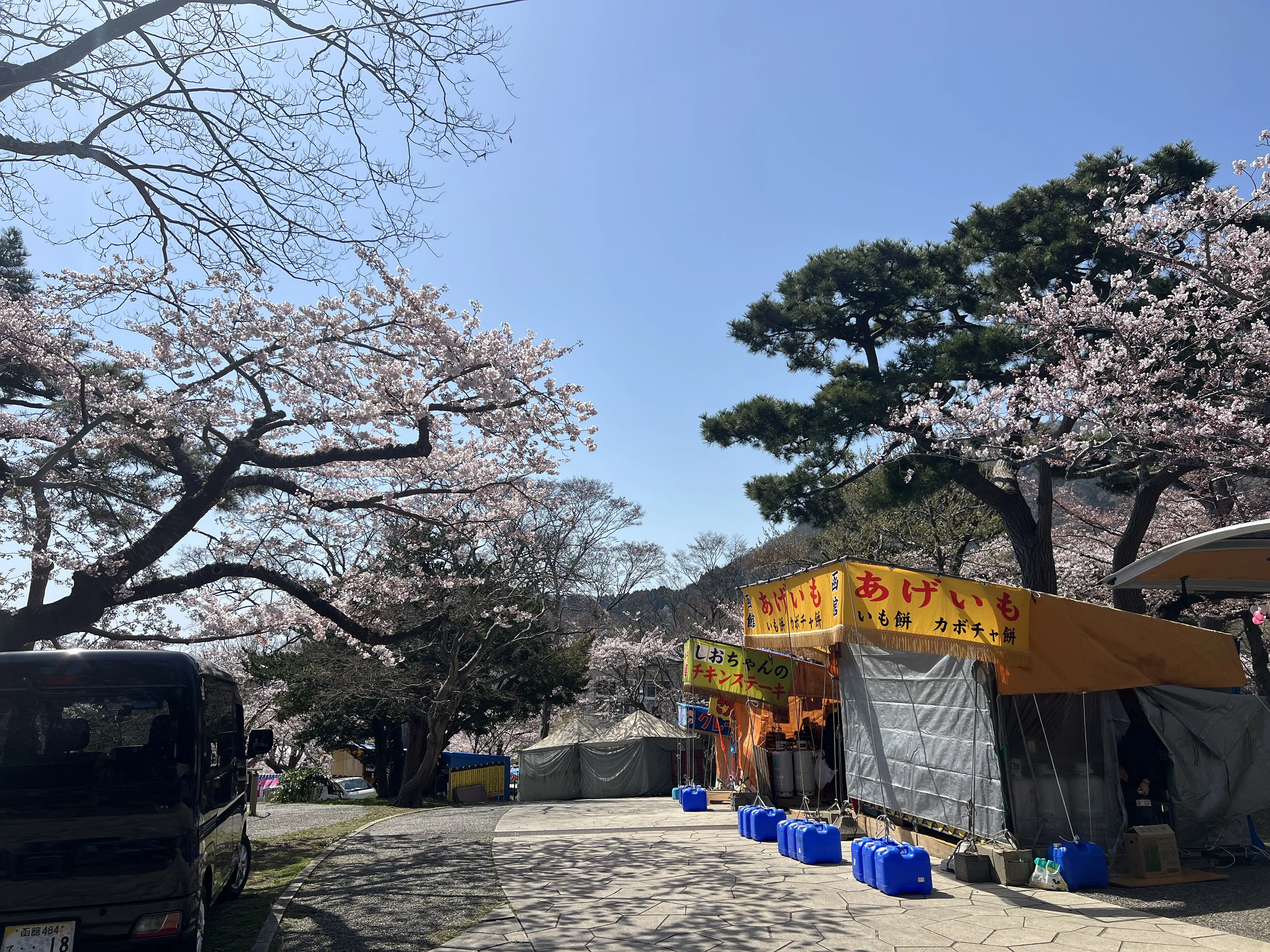 ※函館市観光部撮影※函館公園260420 (4).jpeg