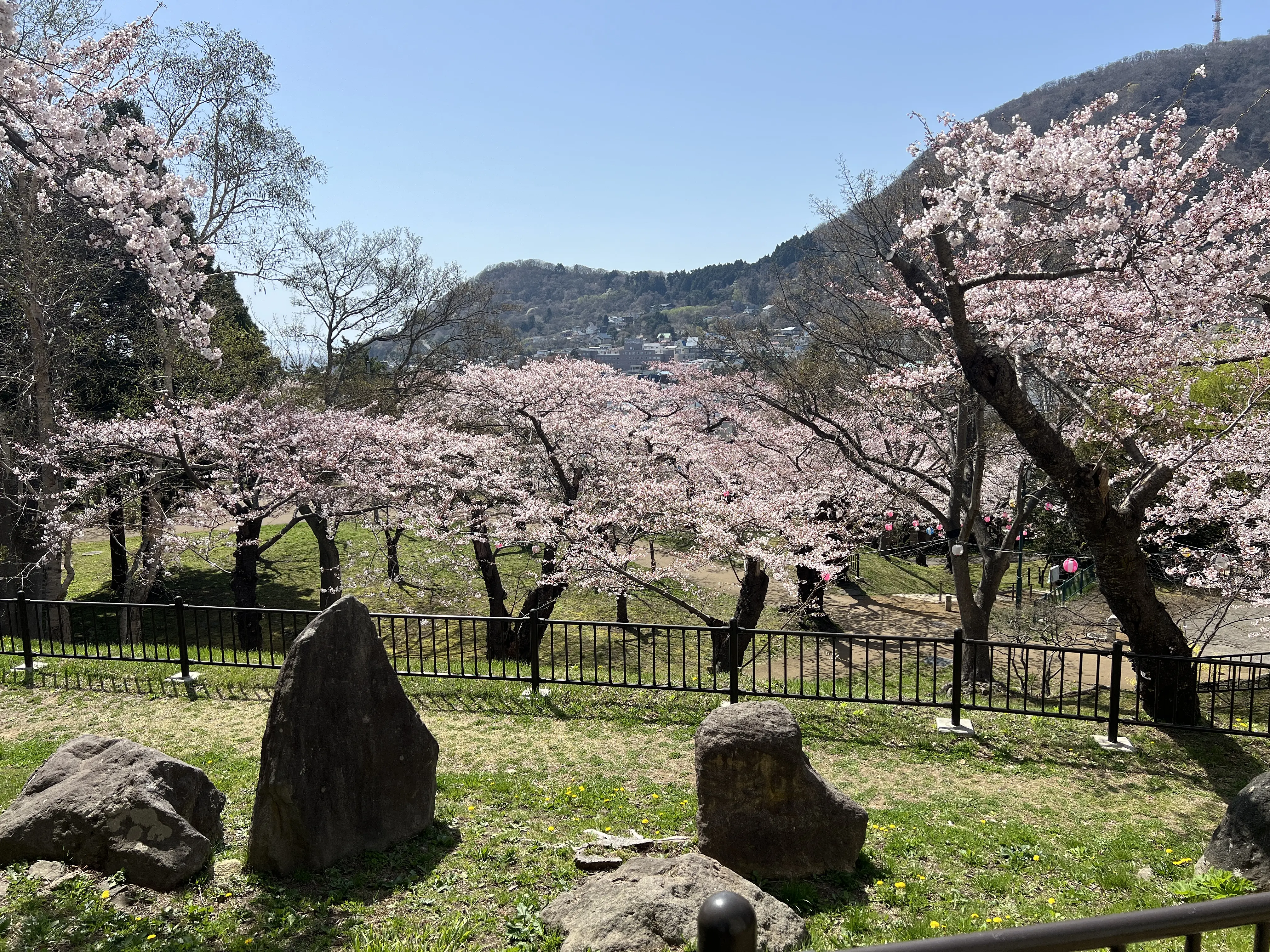 ※函館市観光部撮影※函館公園260420 (5).jpeg