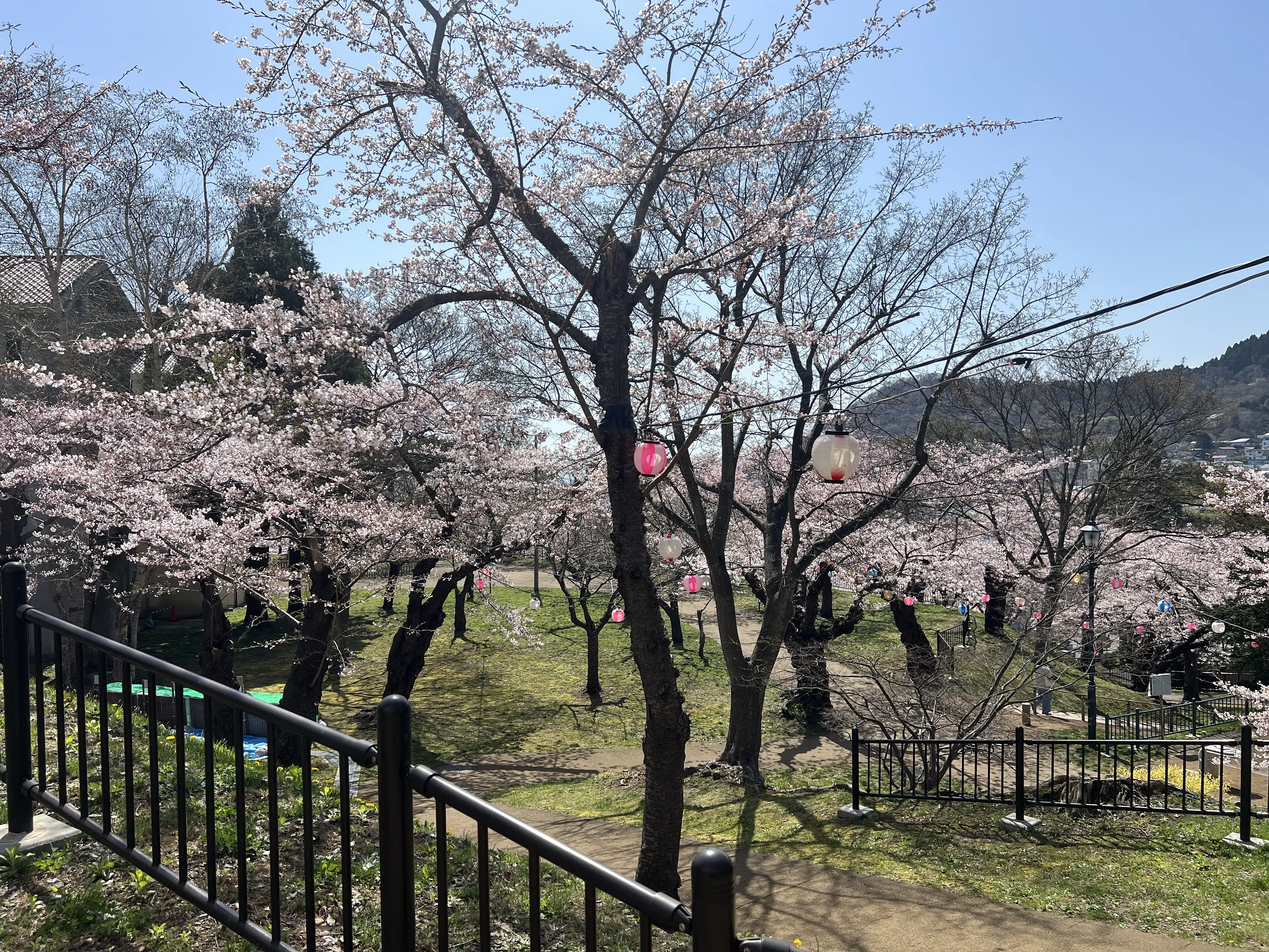 ※函館市観光部撮影※函館公園260420 (6).jpeg