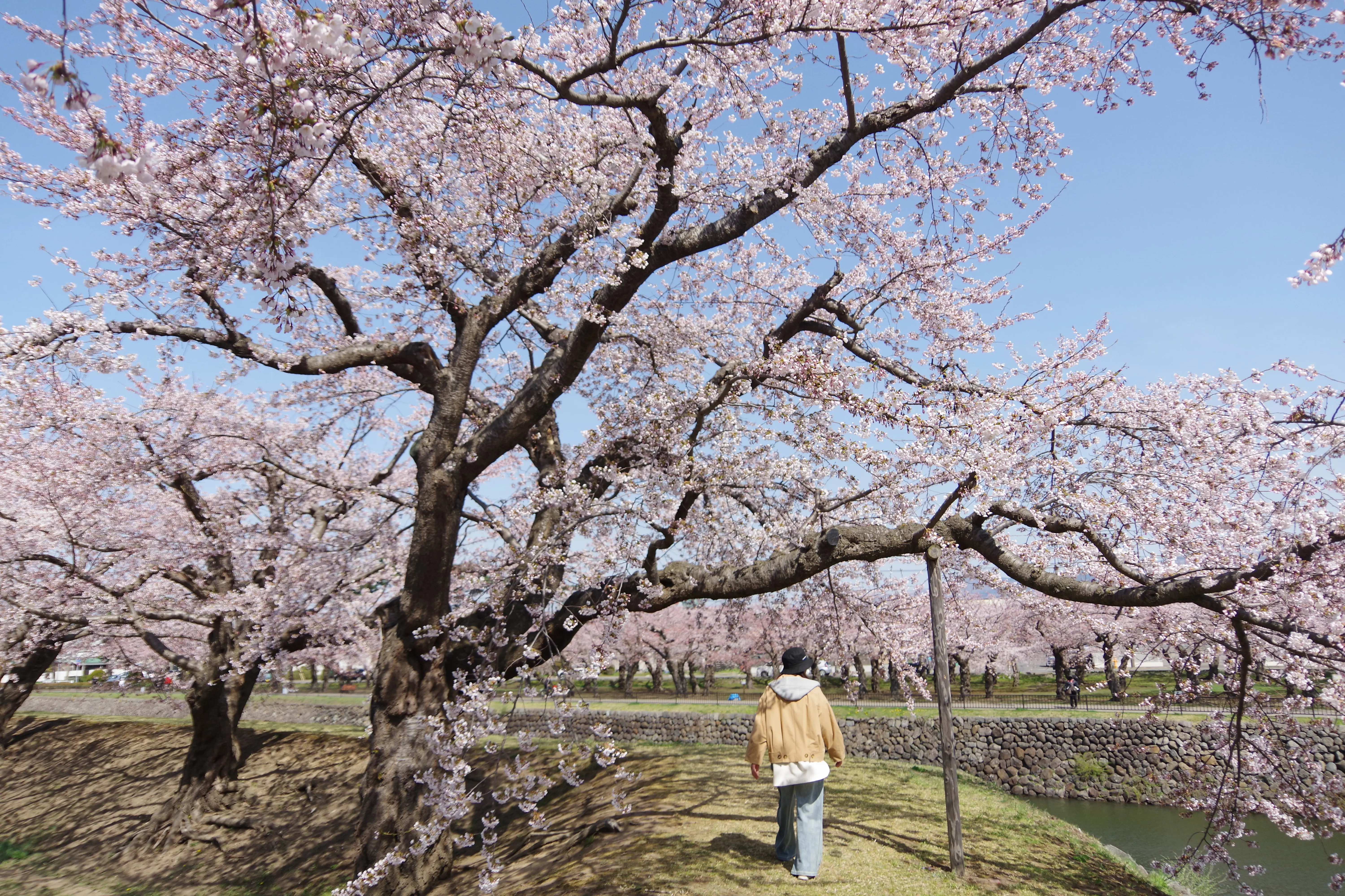 ※函館新聞社撮影※260420五稜郭公園 (2).JPG