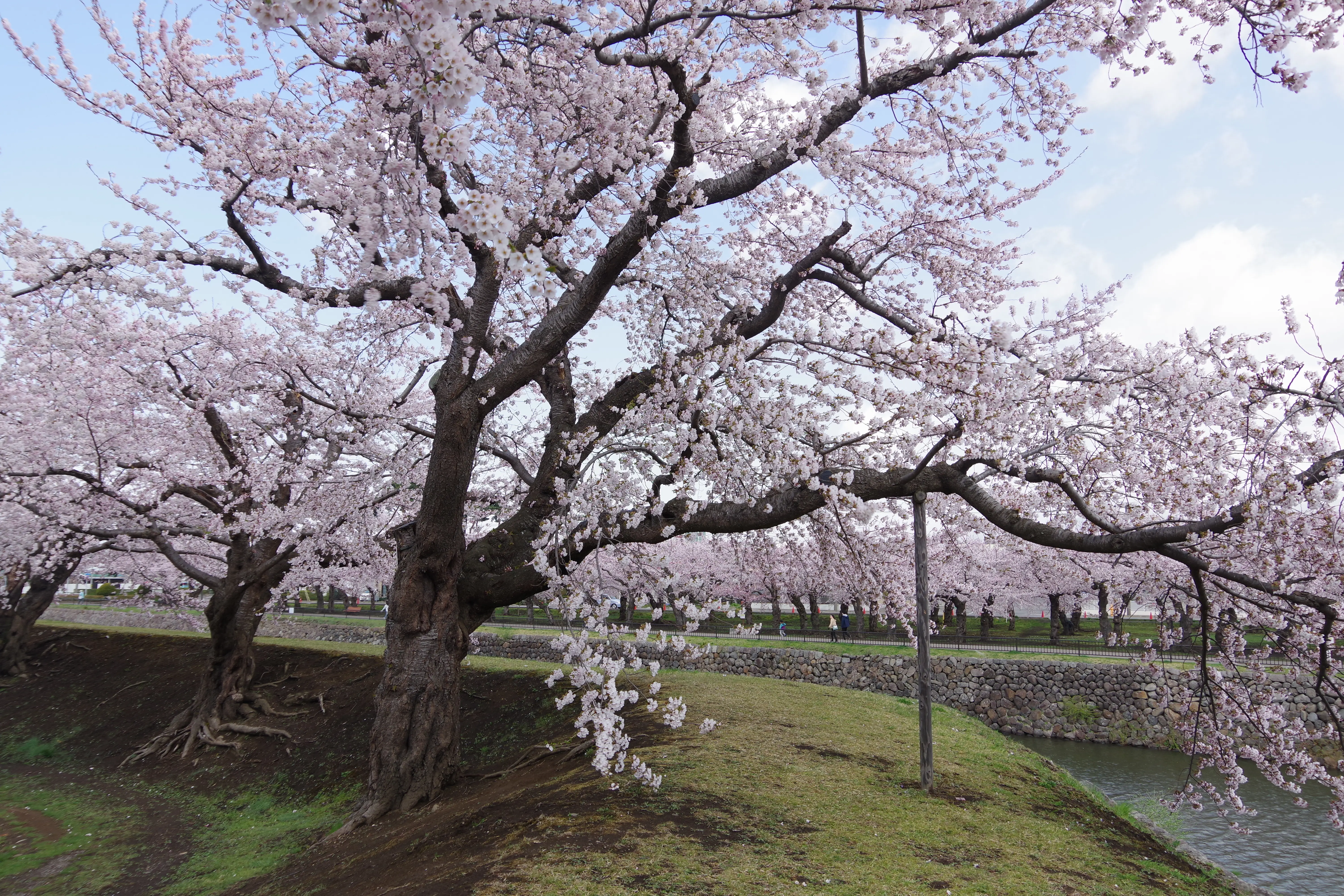 ※函新撮影※260420五稜郭公園03.JPG