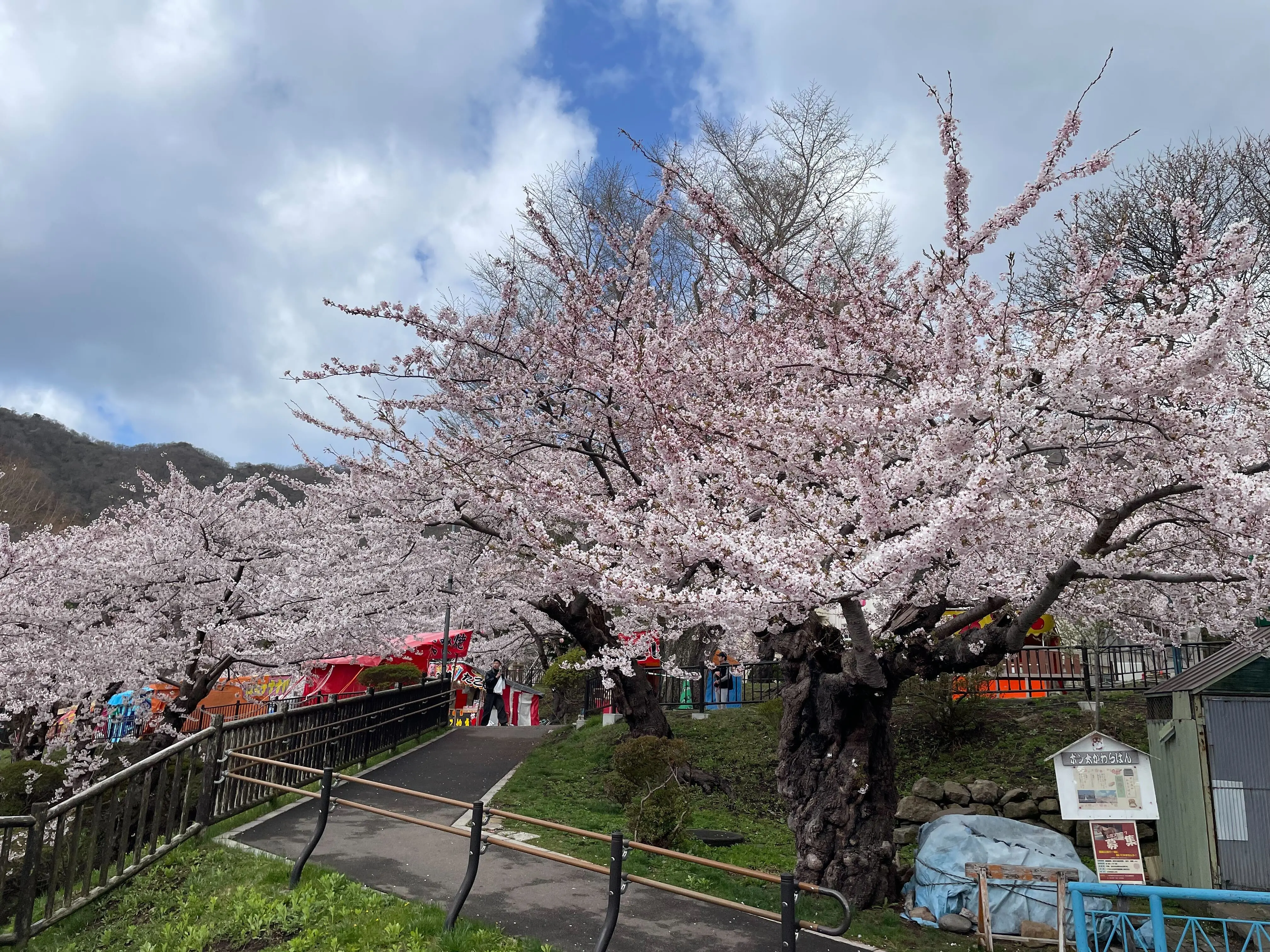 ※函館市撮影※0421函館公園 (1).jpg
