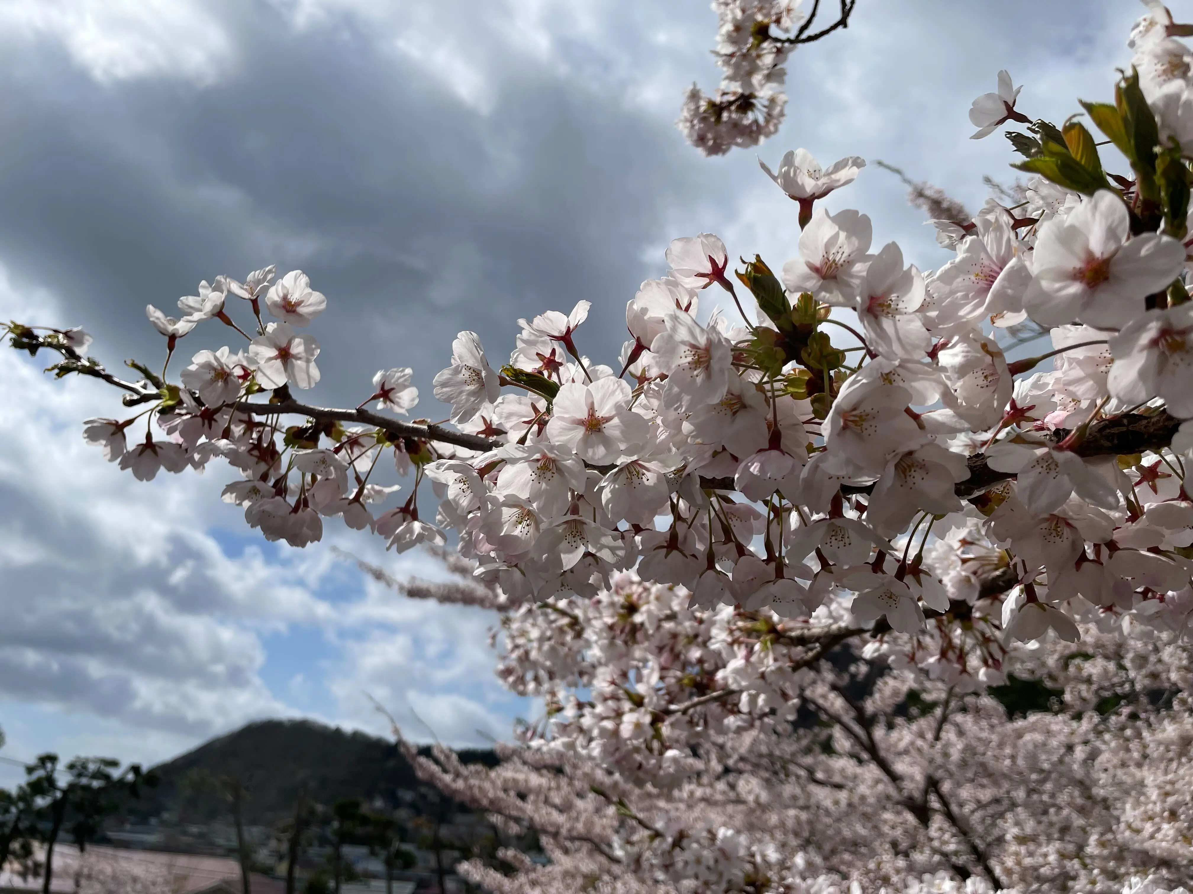 ※函館市撮影※0421函館公園 (2).jpg