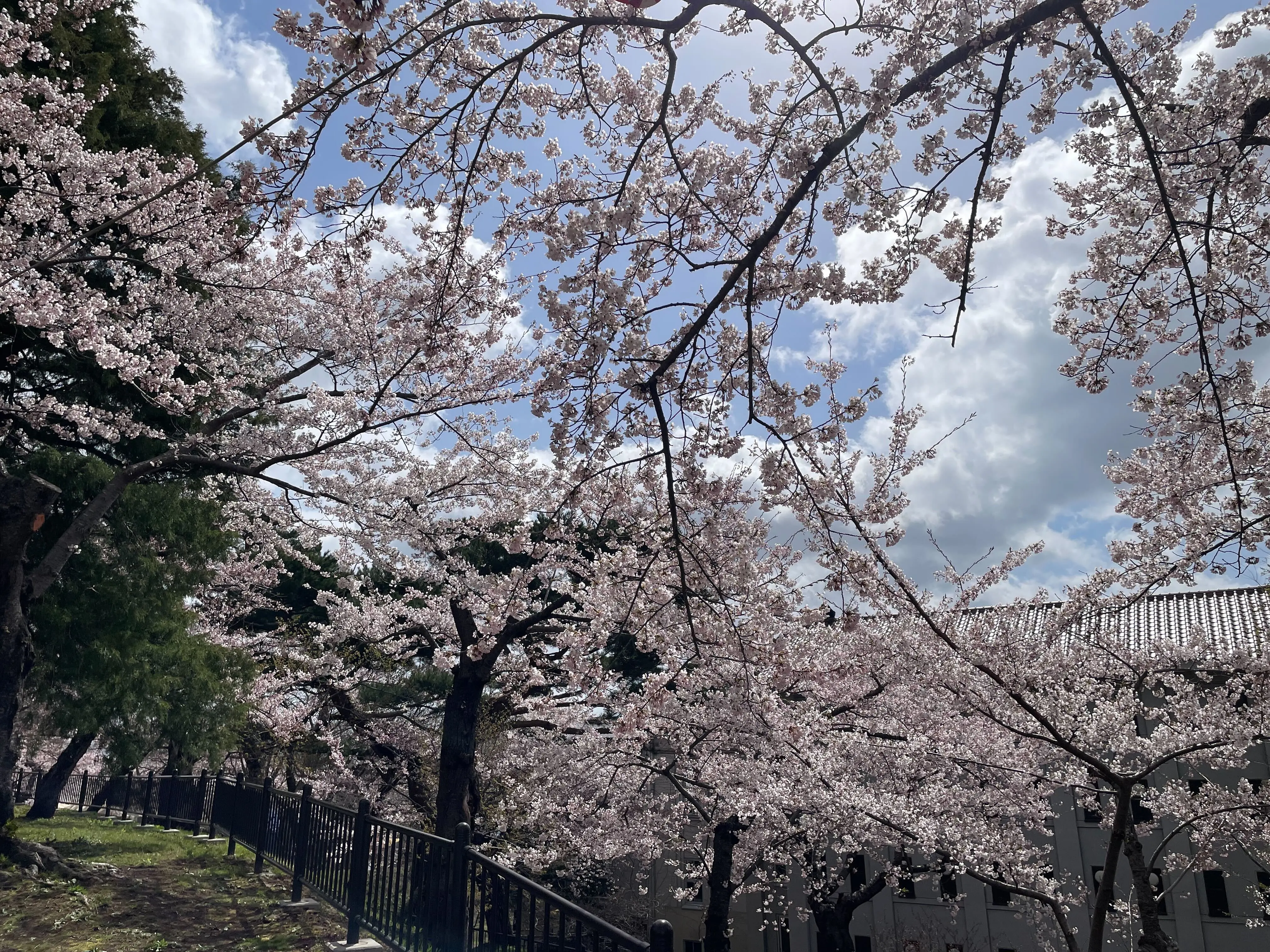 ※函館市撮影※0421函館公園 (3).jpg