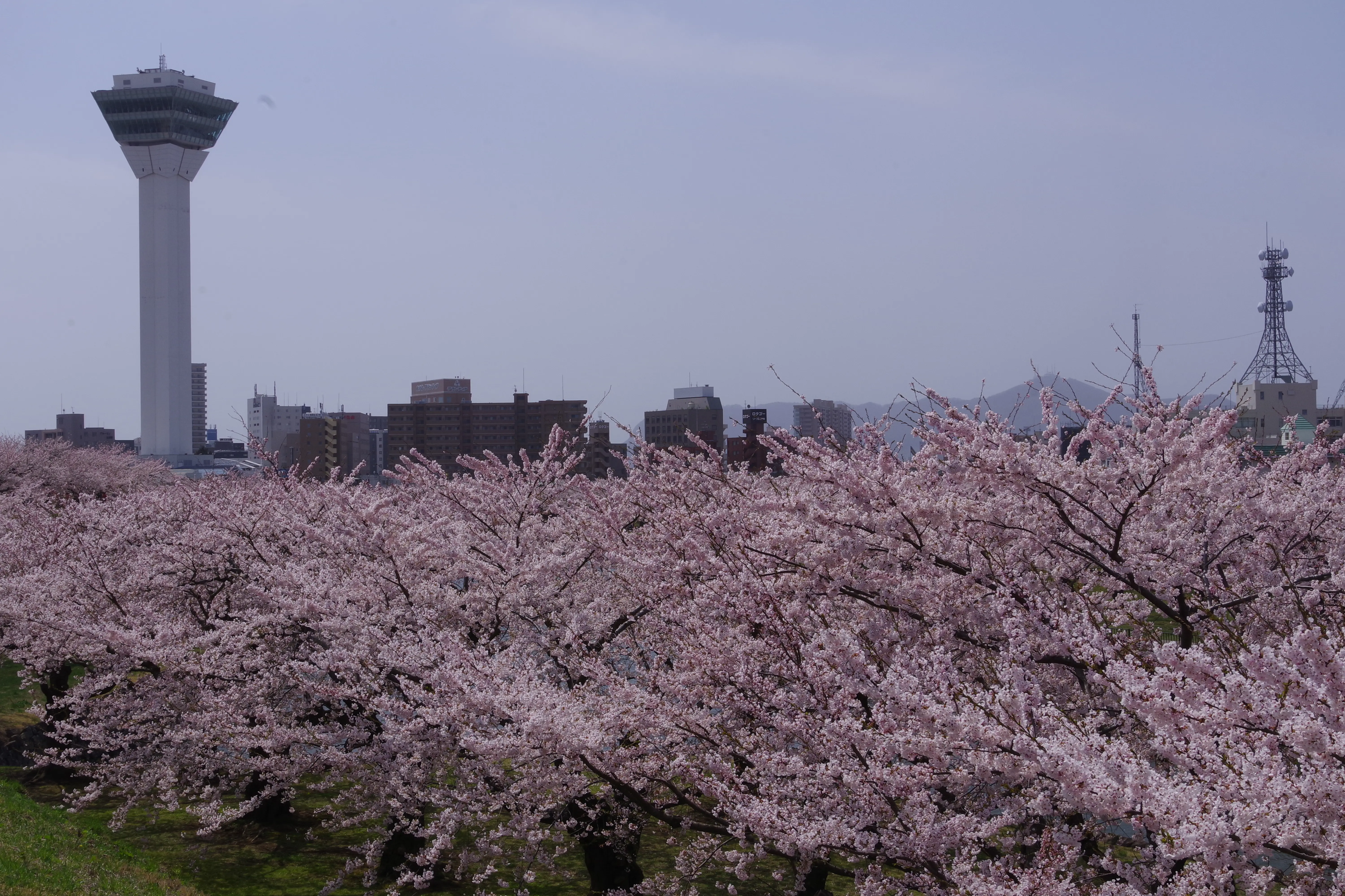 ※函館新聞社撮影※260422五稜郭公園 (1).JPG