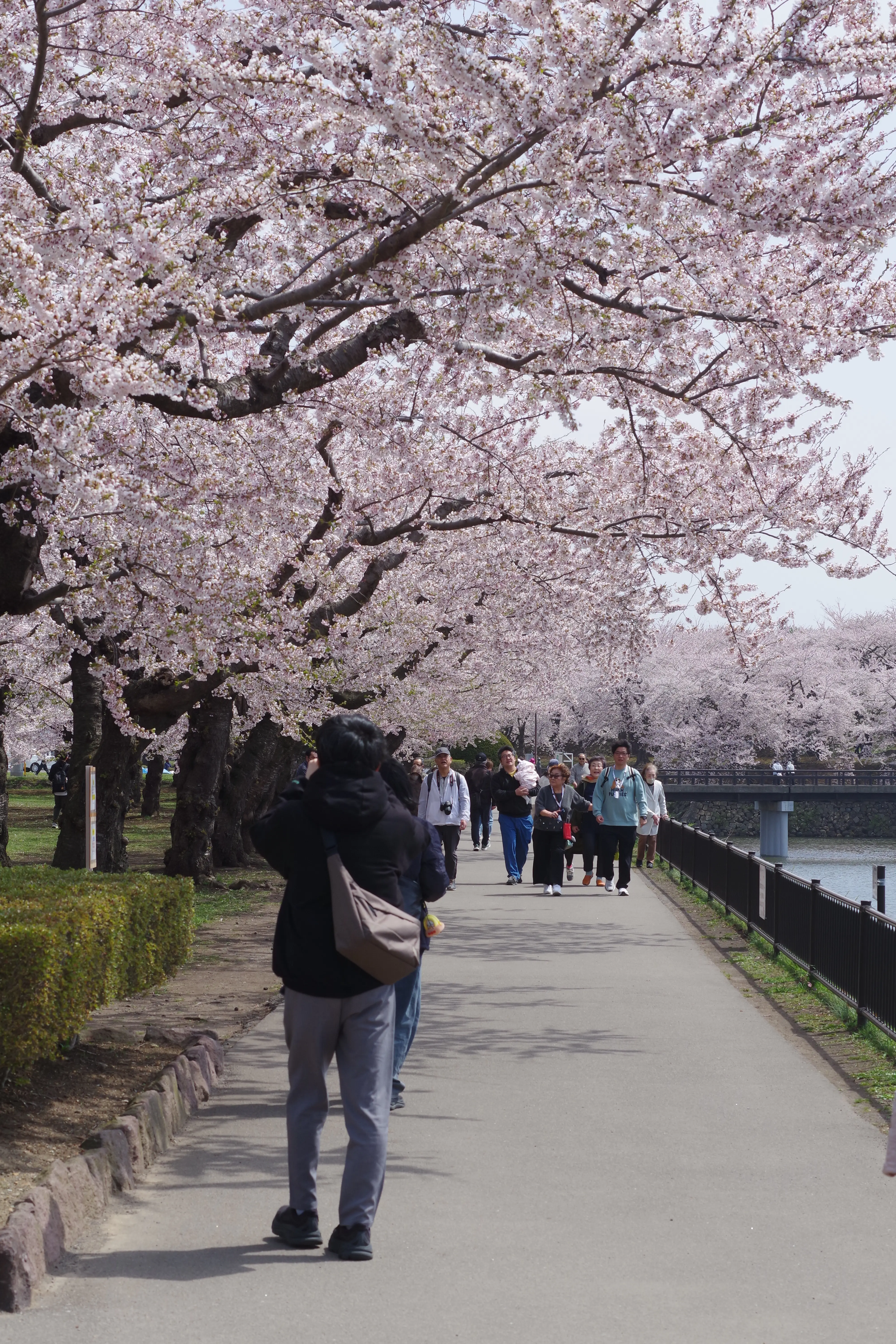 ※函館新聞社撮影※260422五稜郭公園 (3).JPG
