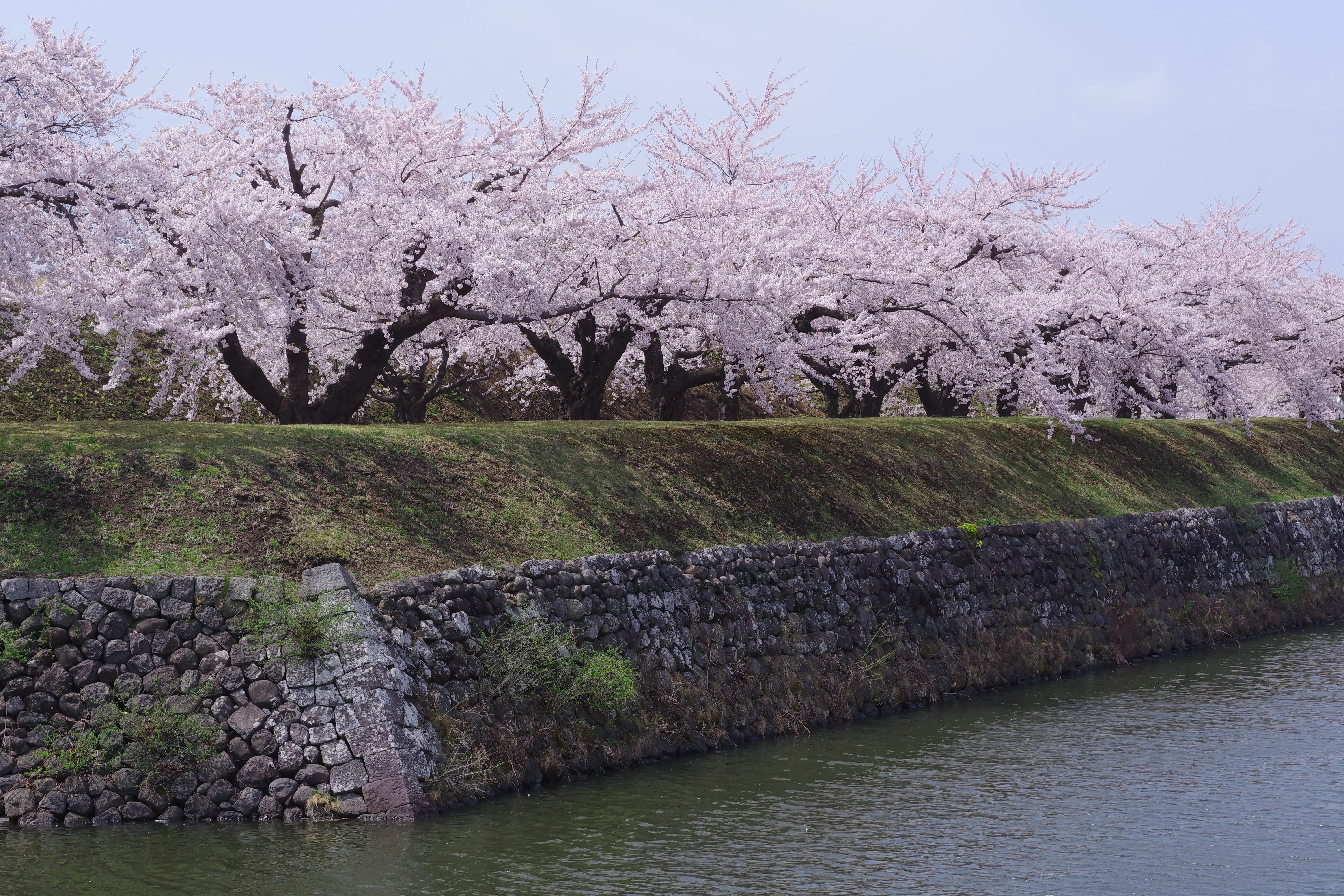 ※函館新聞社撮影※260422五稜郭公園 (4).JPG
