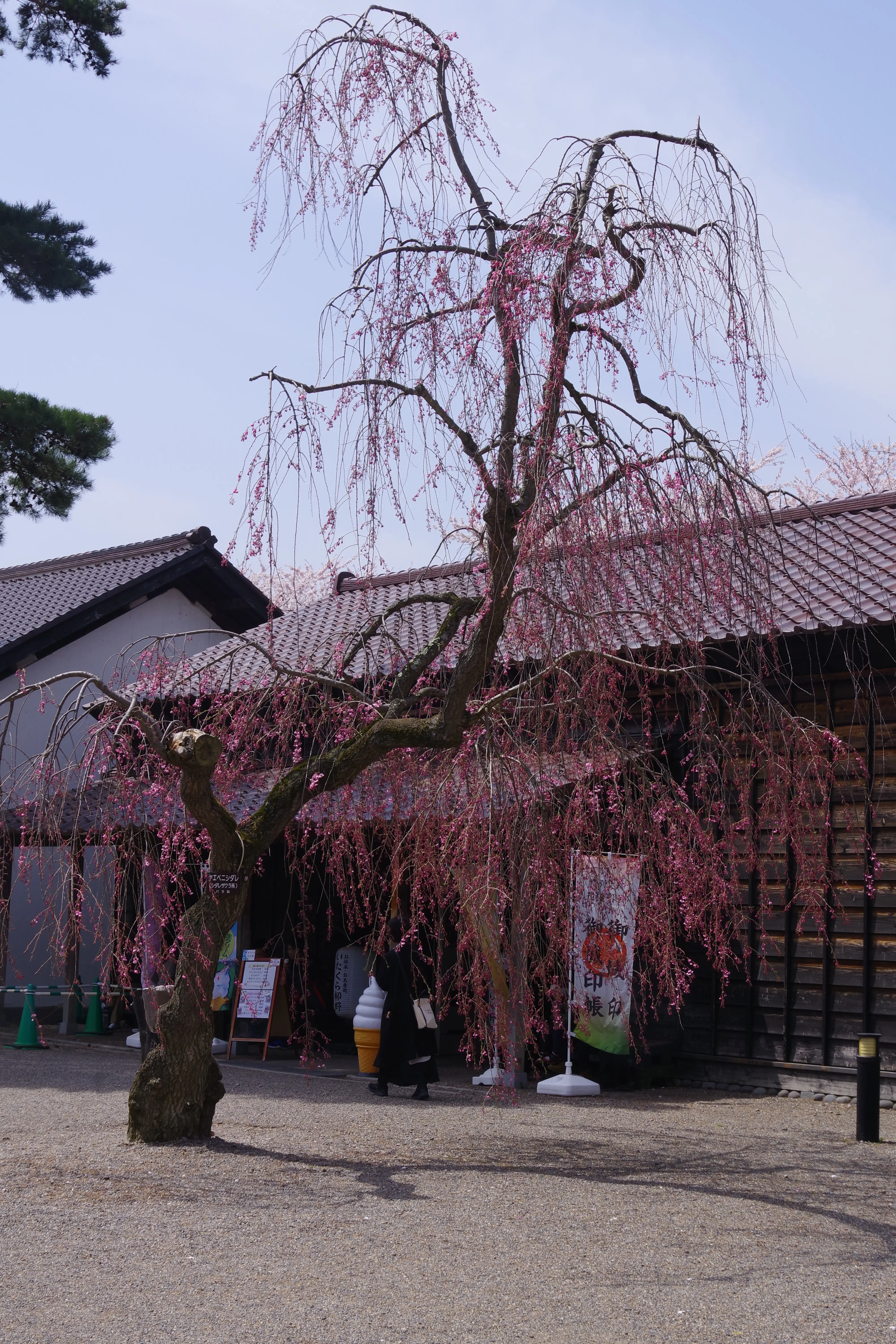 ※函館新聞社撮影※260422五稜郭公園 (5).JPG