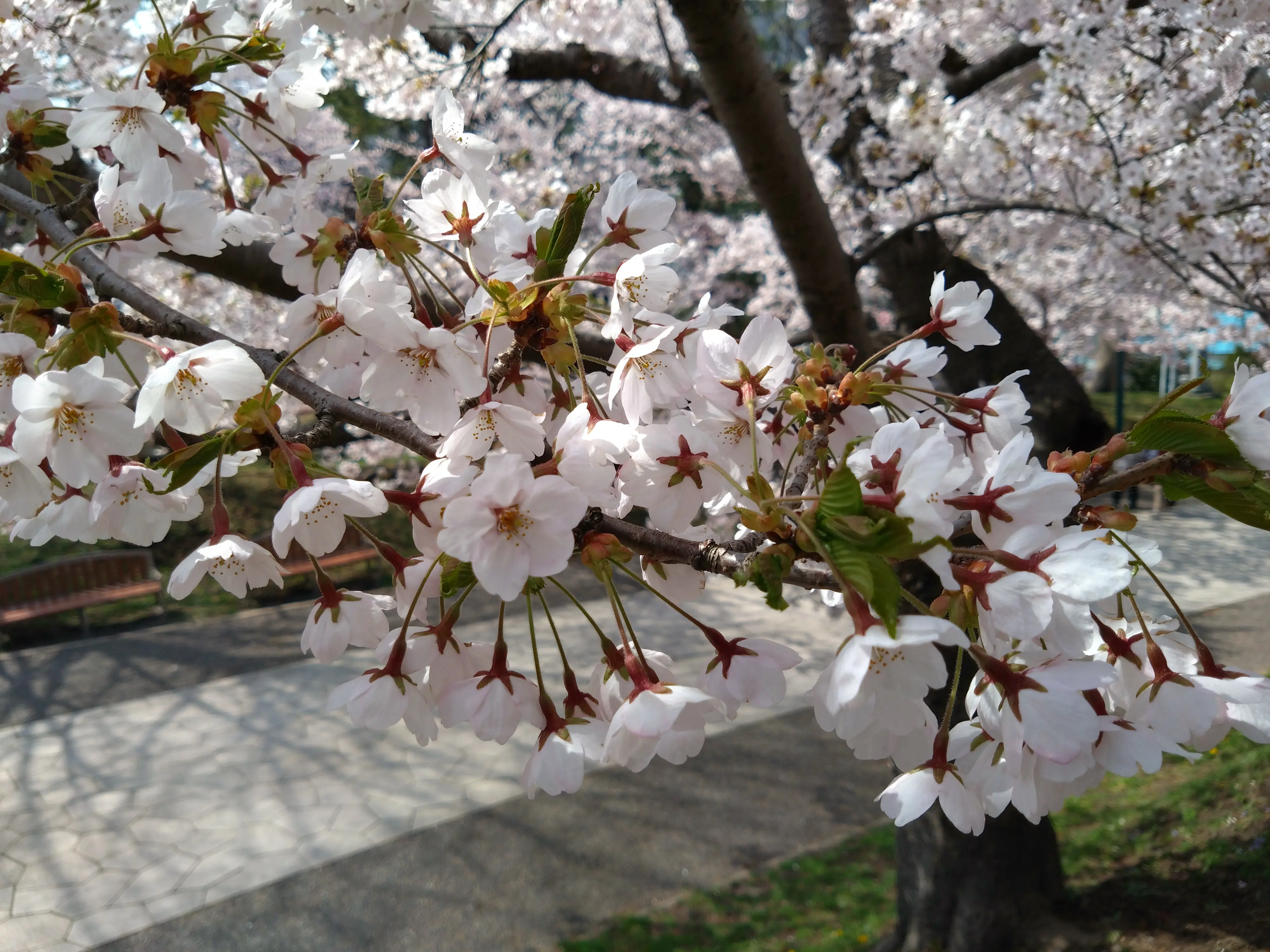 ※函館市撮影※260422函館公園 (1).JPG