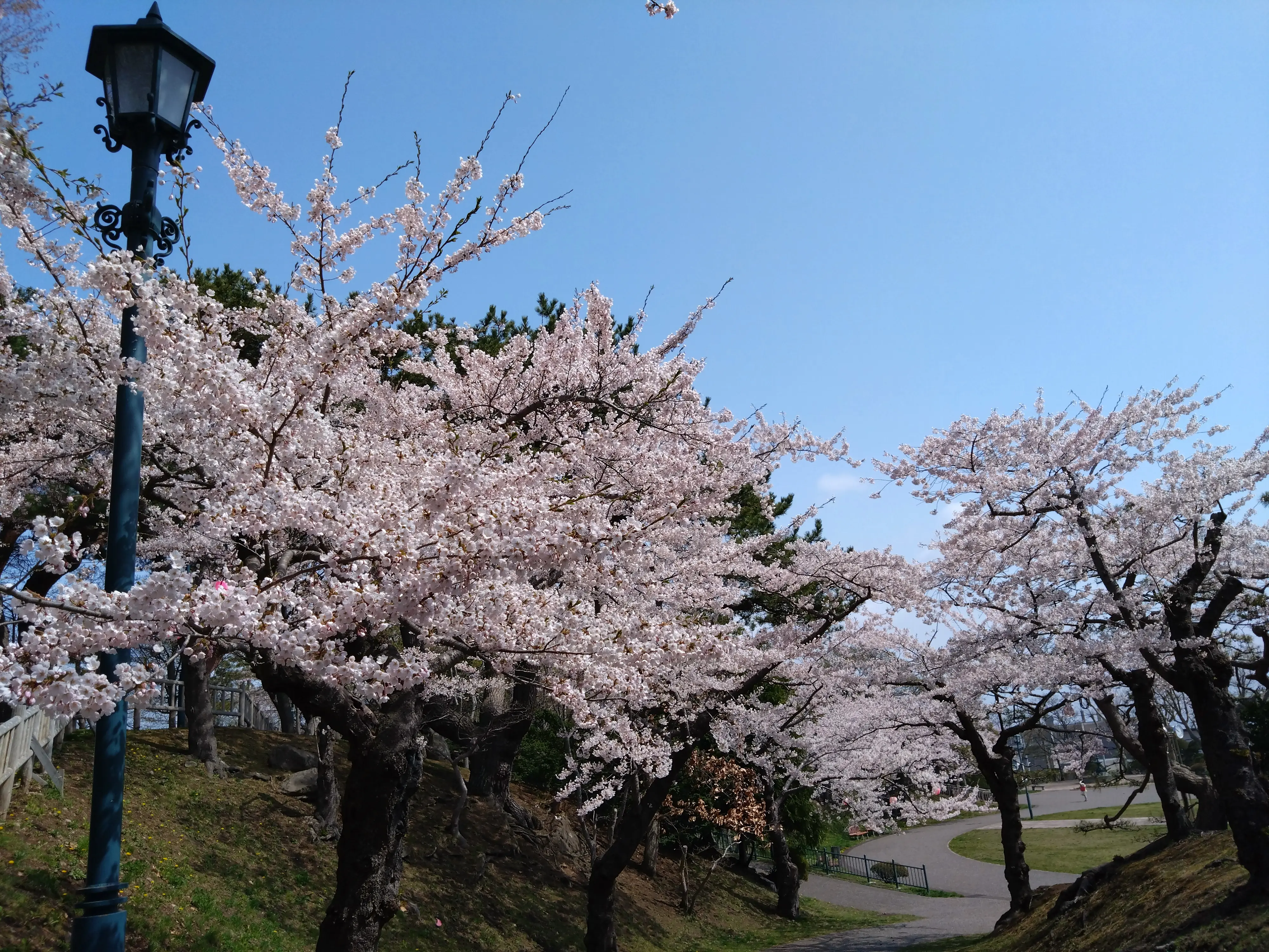 ※函館市撮影※260422函館公園 (2).JPG