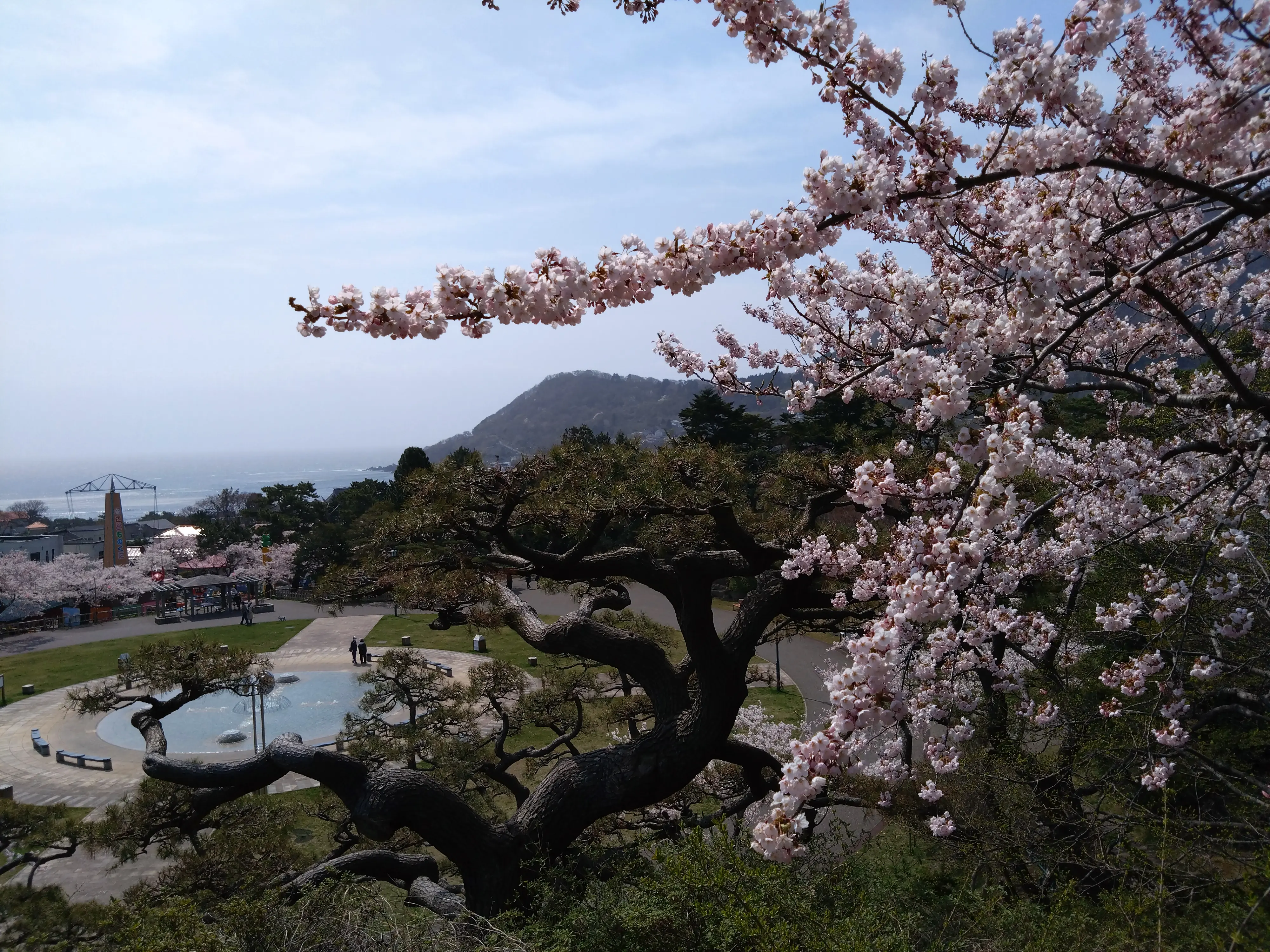 ※函館市撮影※260422函館公園 (3).JPG