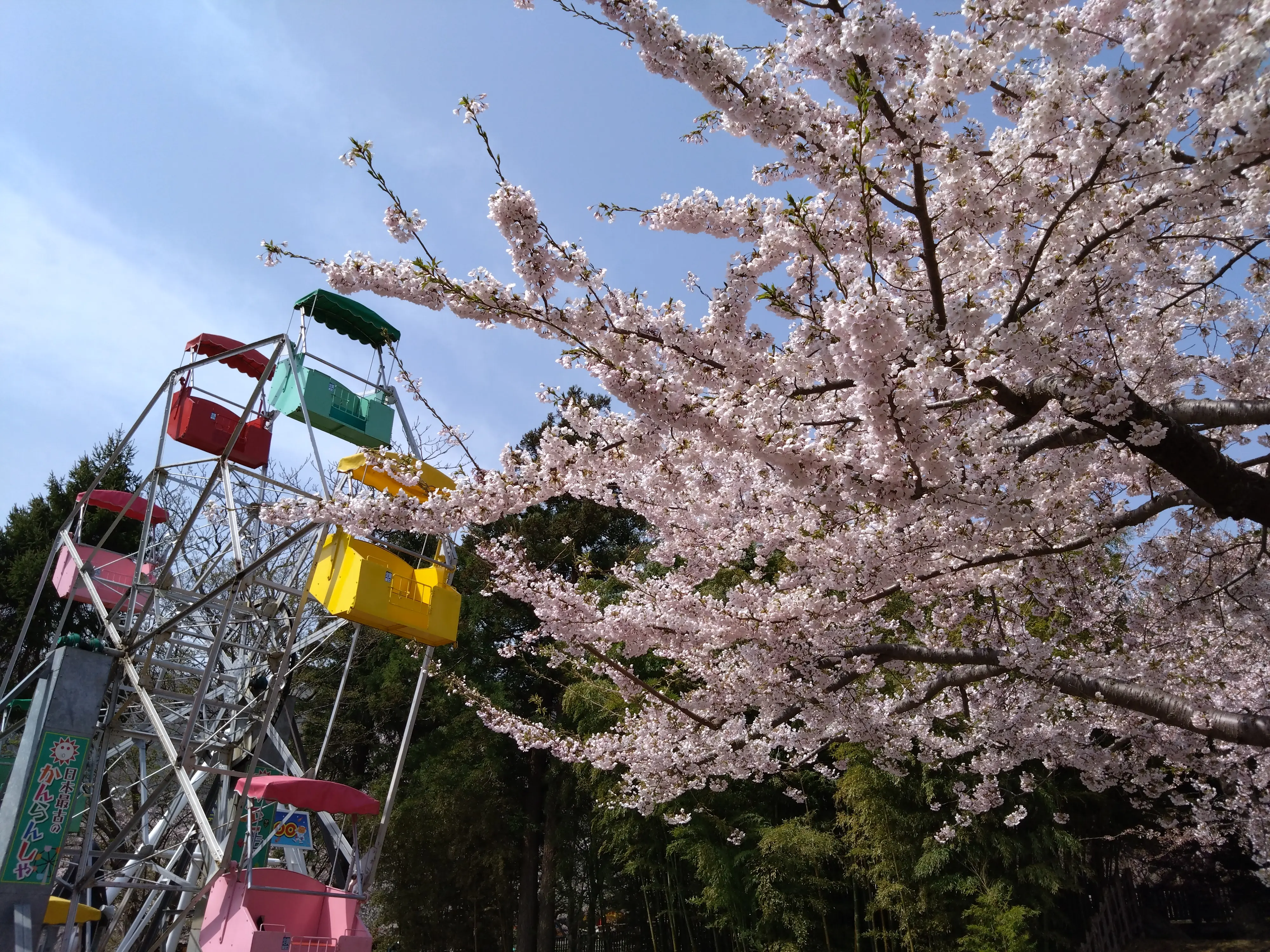 ※函館市撮影※260422函館公園 (4).JPG