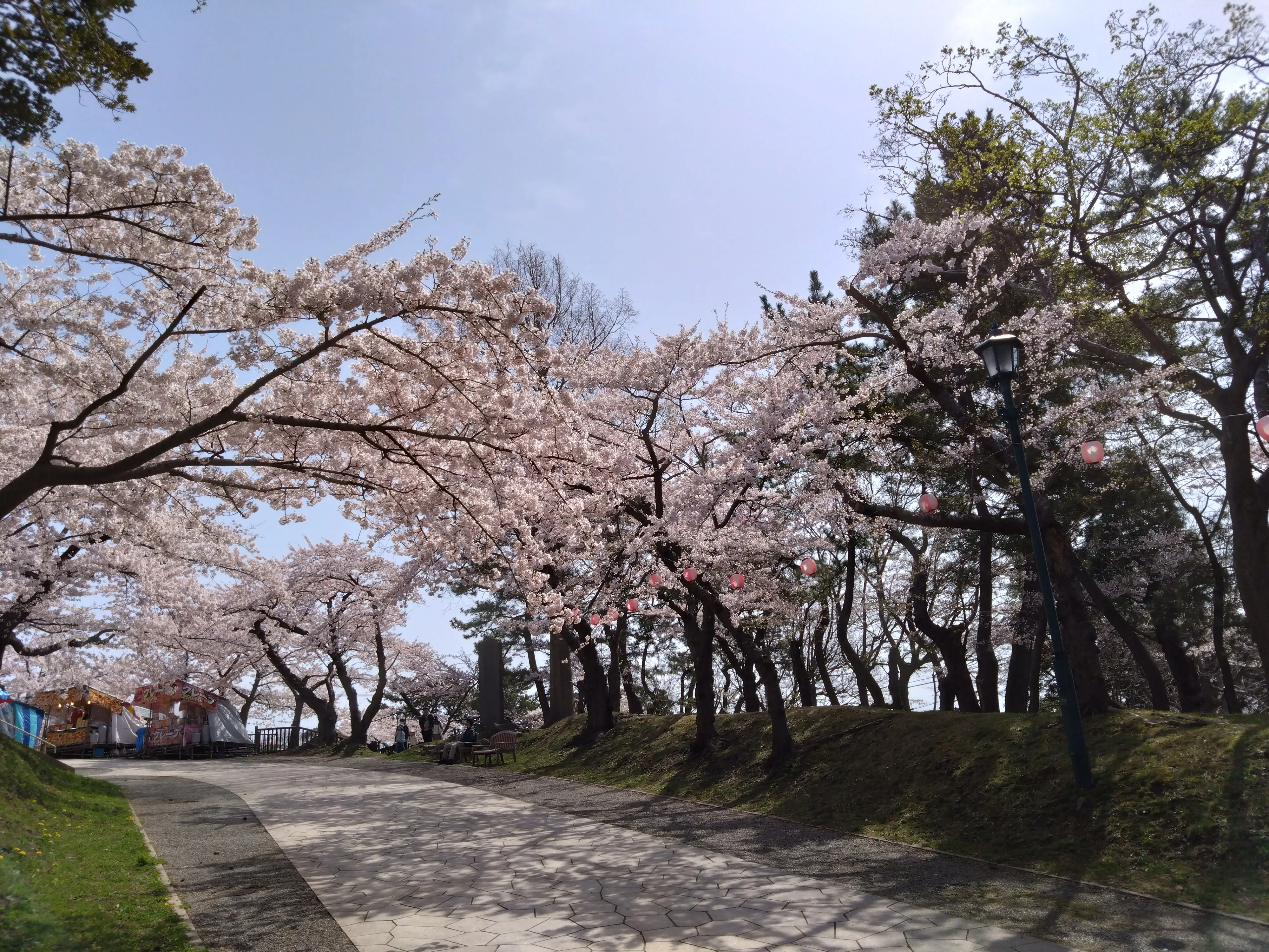 ※函館市撮影※260422函館公園 (5).JPG