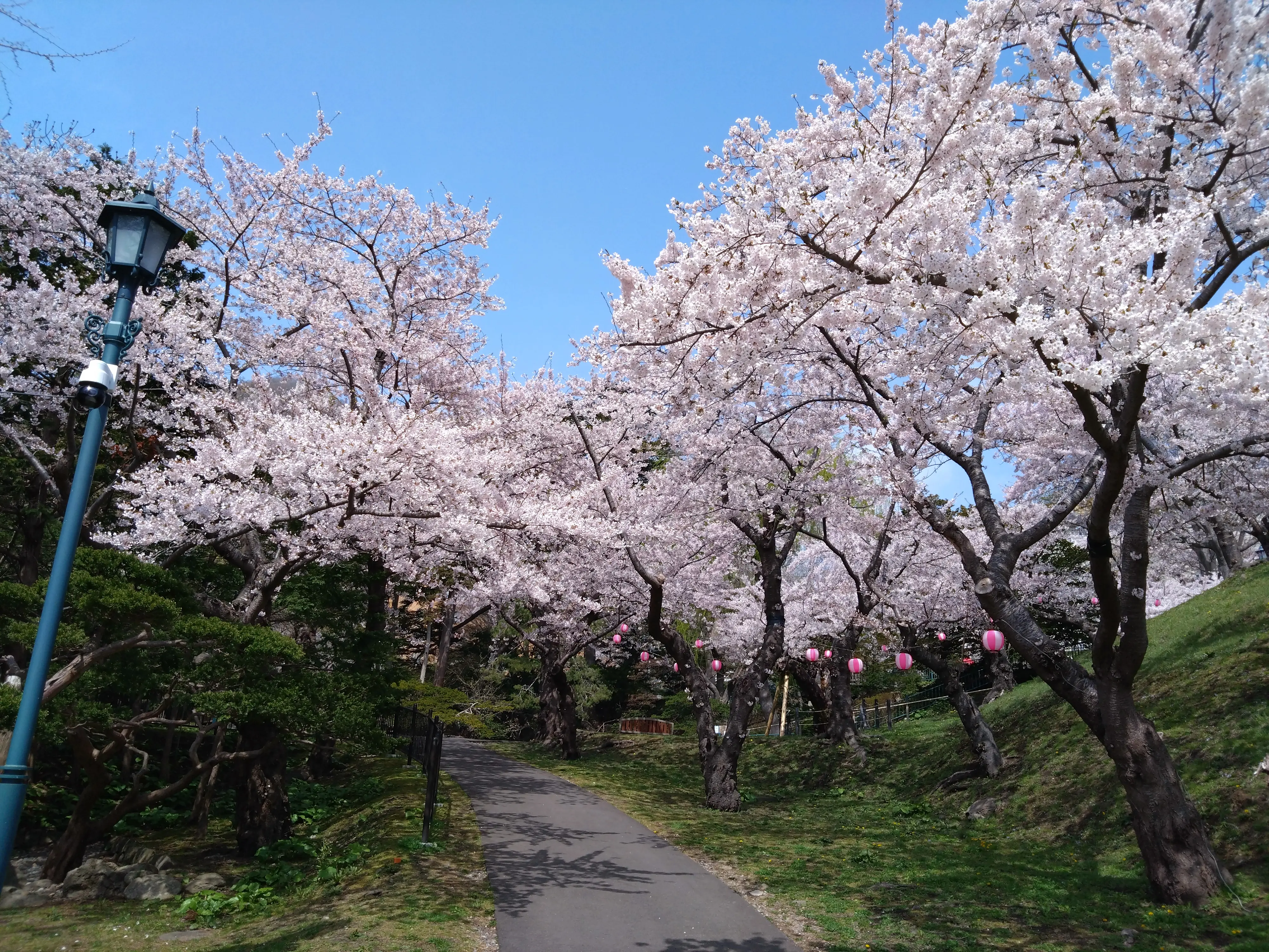 ※函館市撮影※260422函館公園 (6).JPG