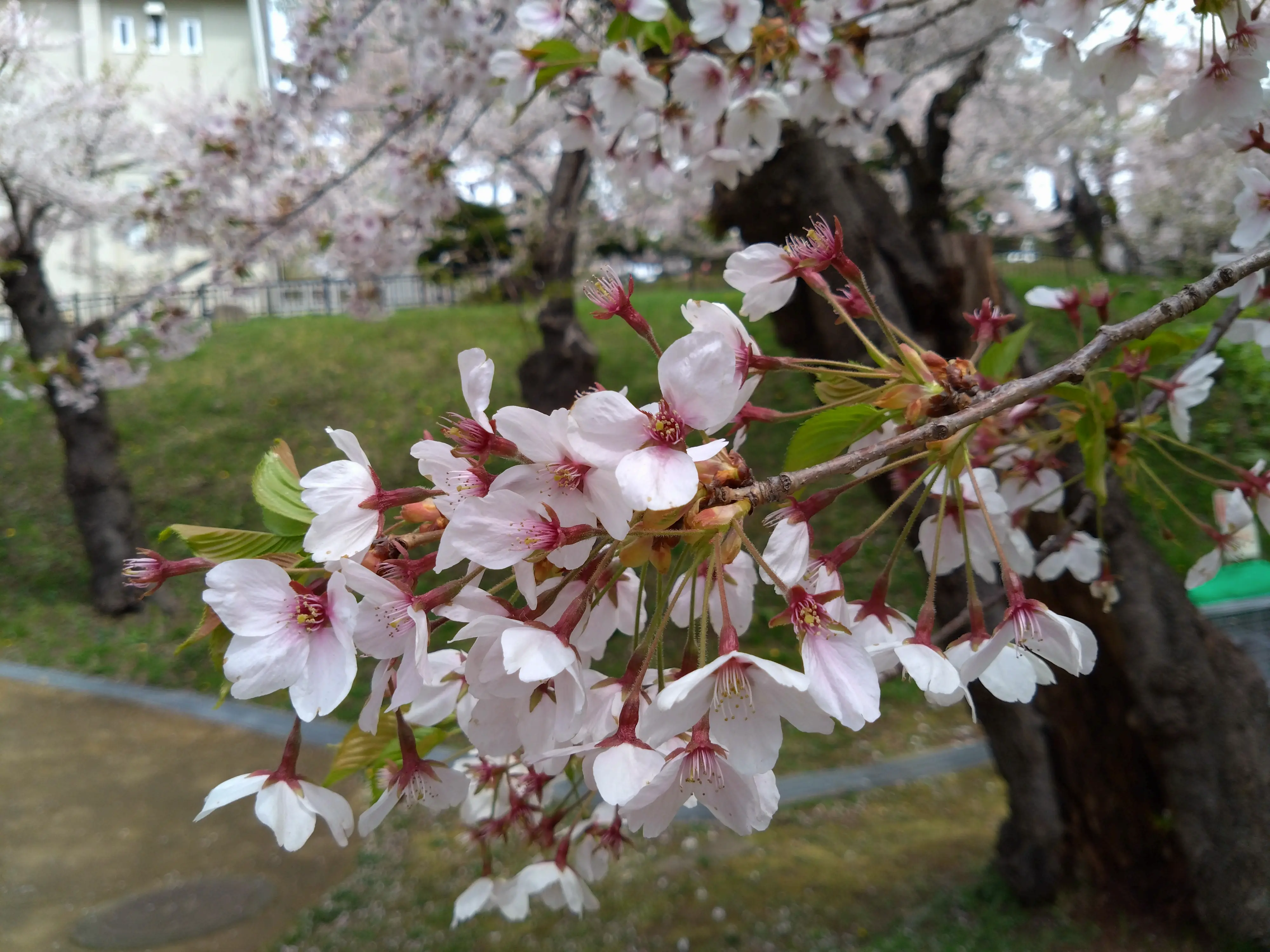 ※函館市撮影※240627函館公園 (1).JPG
