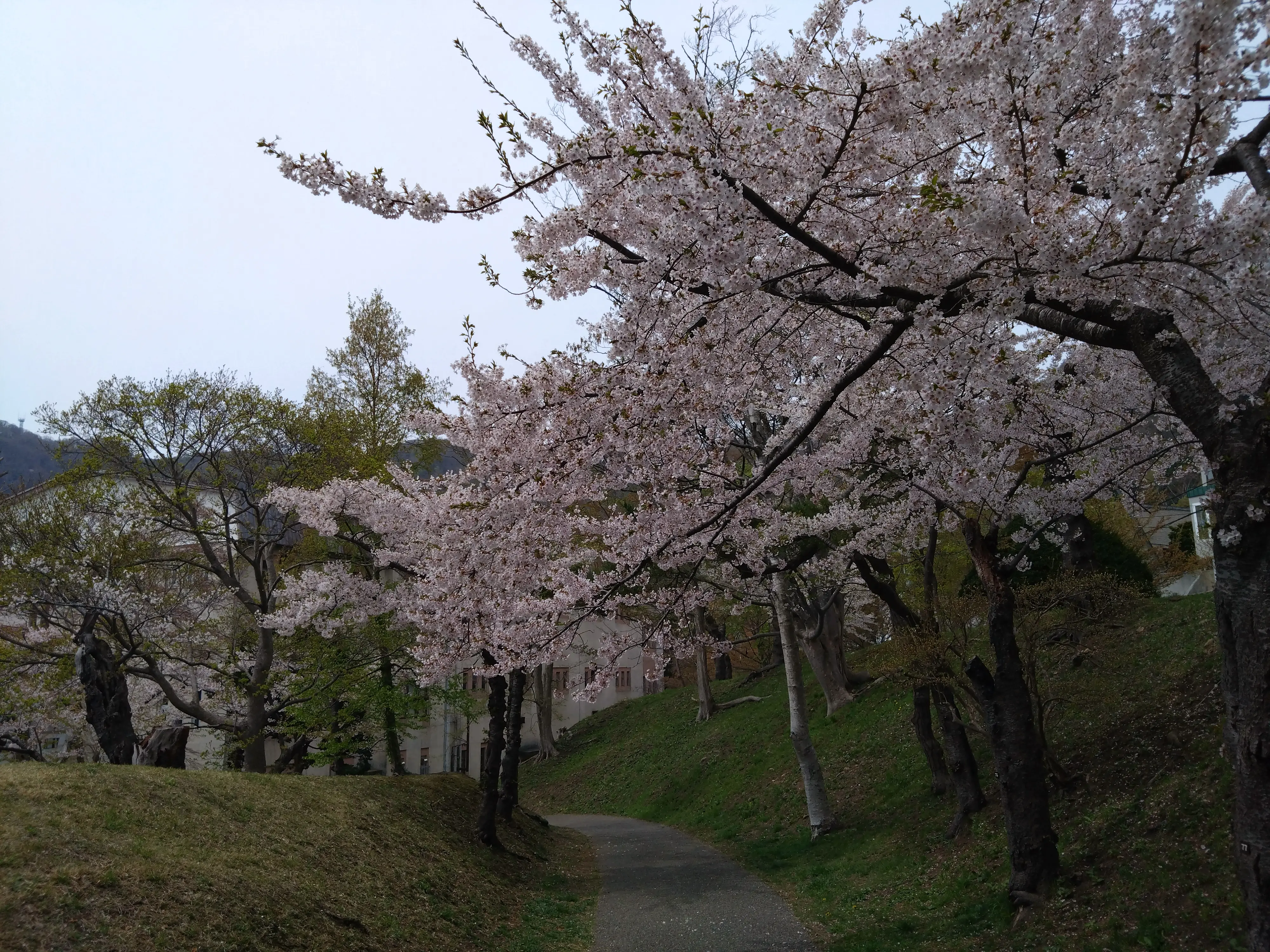 ※函館市撮影※240627函館公園 (2).JPG