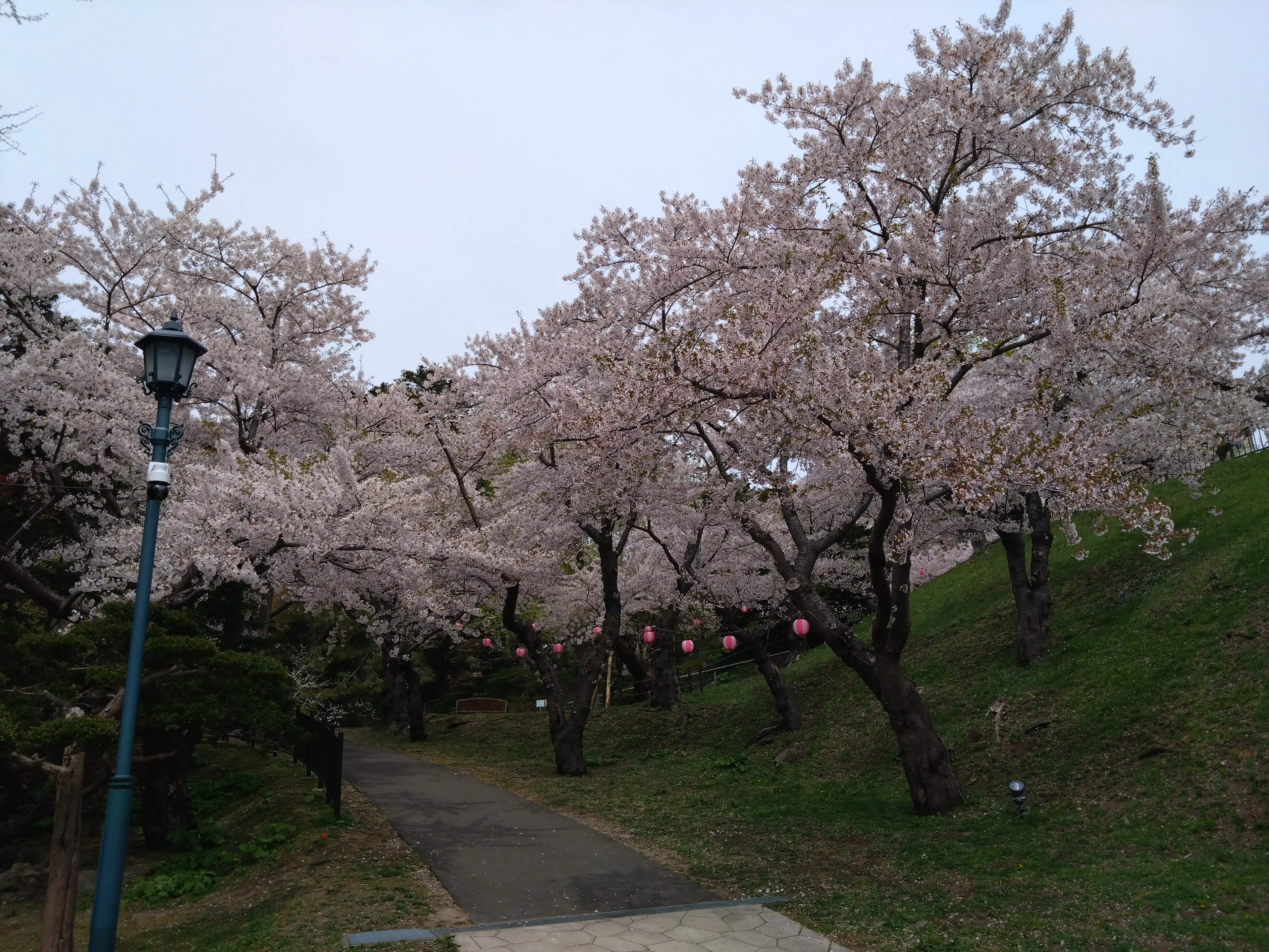 ※函館市撮影※240627函館公園 (4).JPG