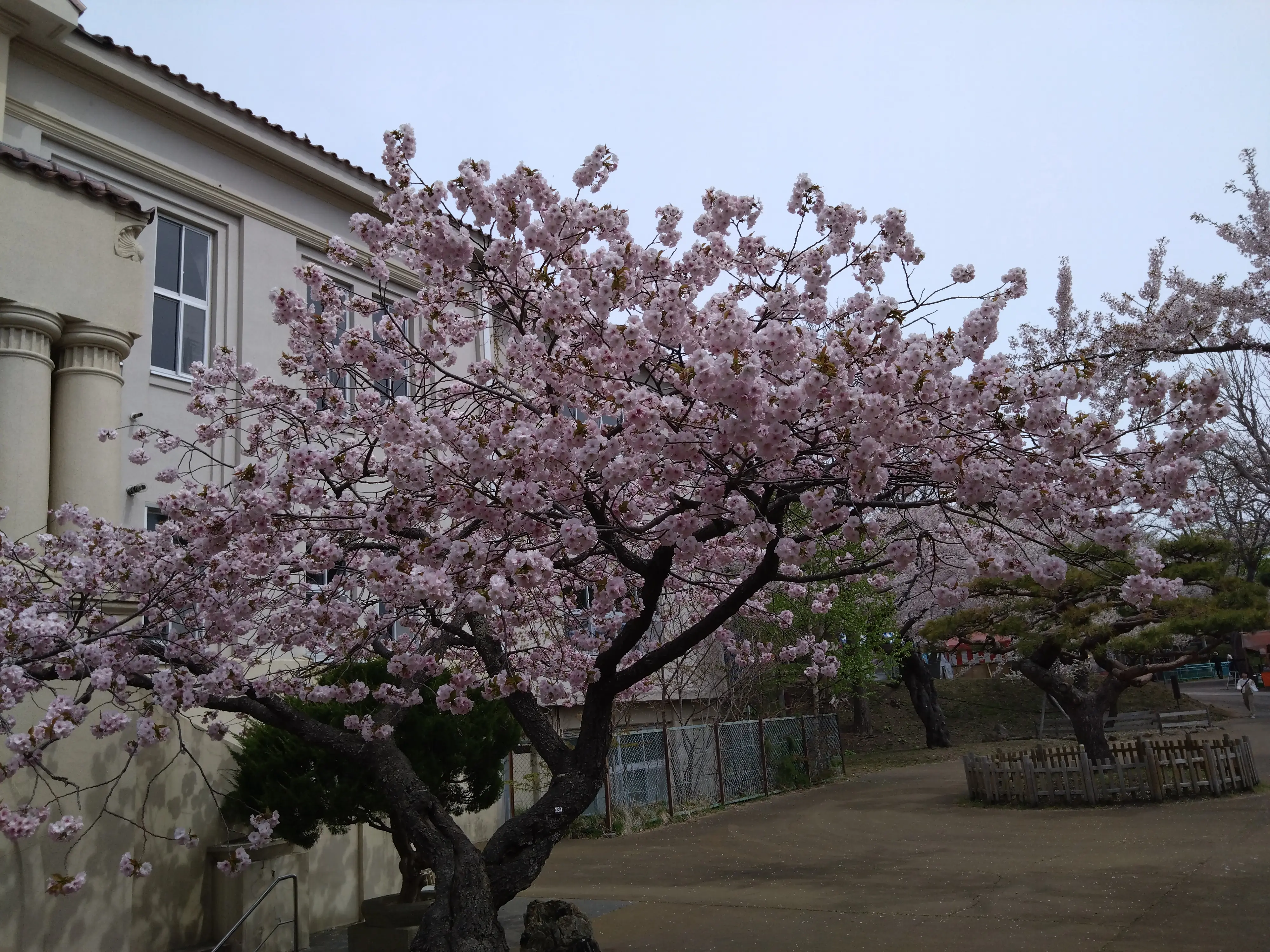 ※函館市撮影※240627函館公園 (5).JPG