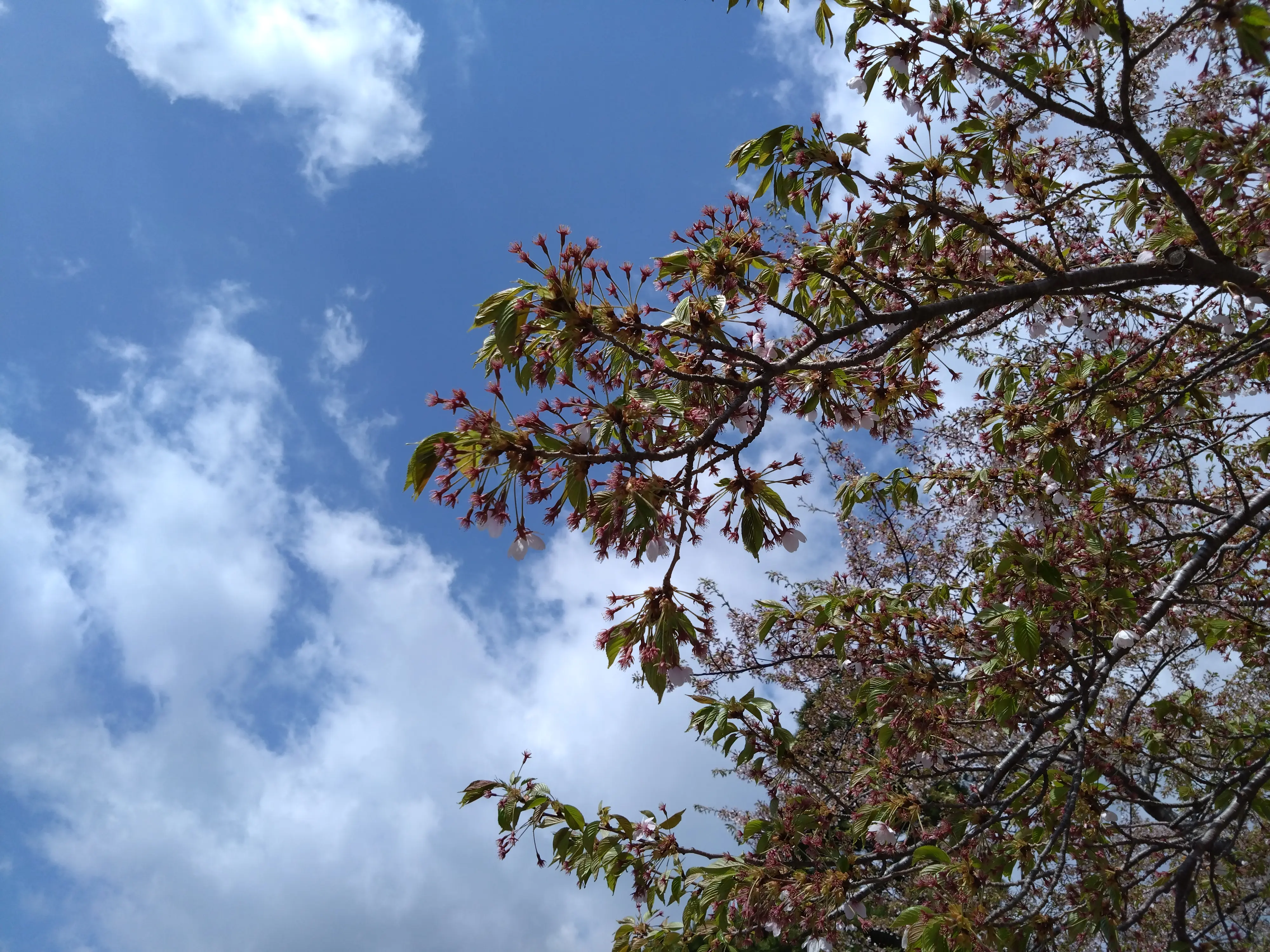 ※函館市撮影※260430函館公園 (1).JPG