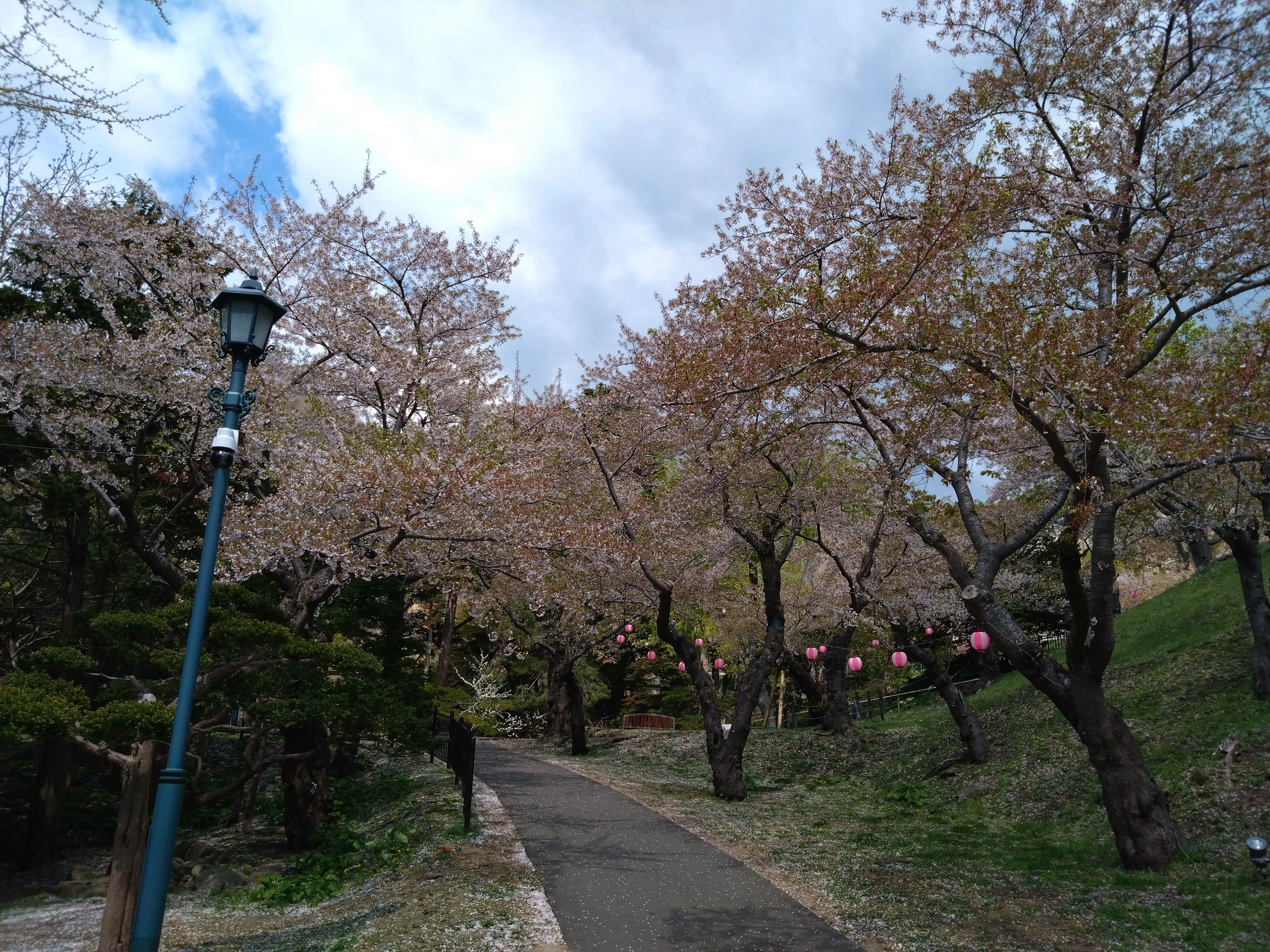 ※函館市撮影※260430函館公園 (2).JPG