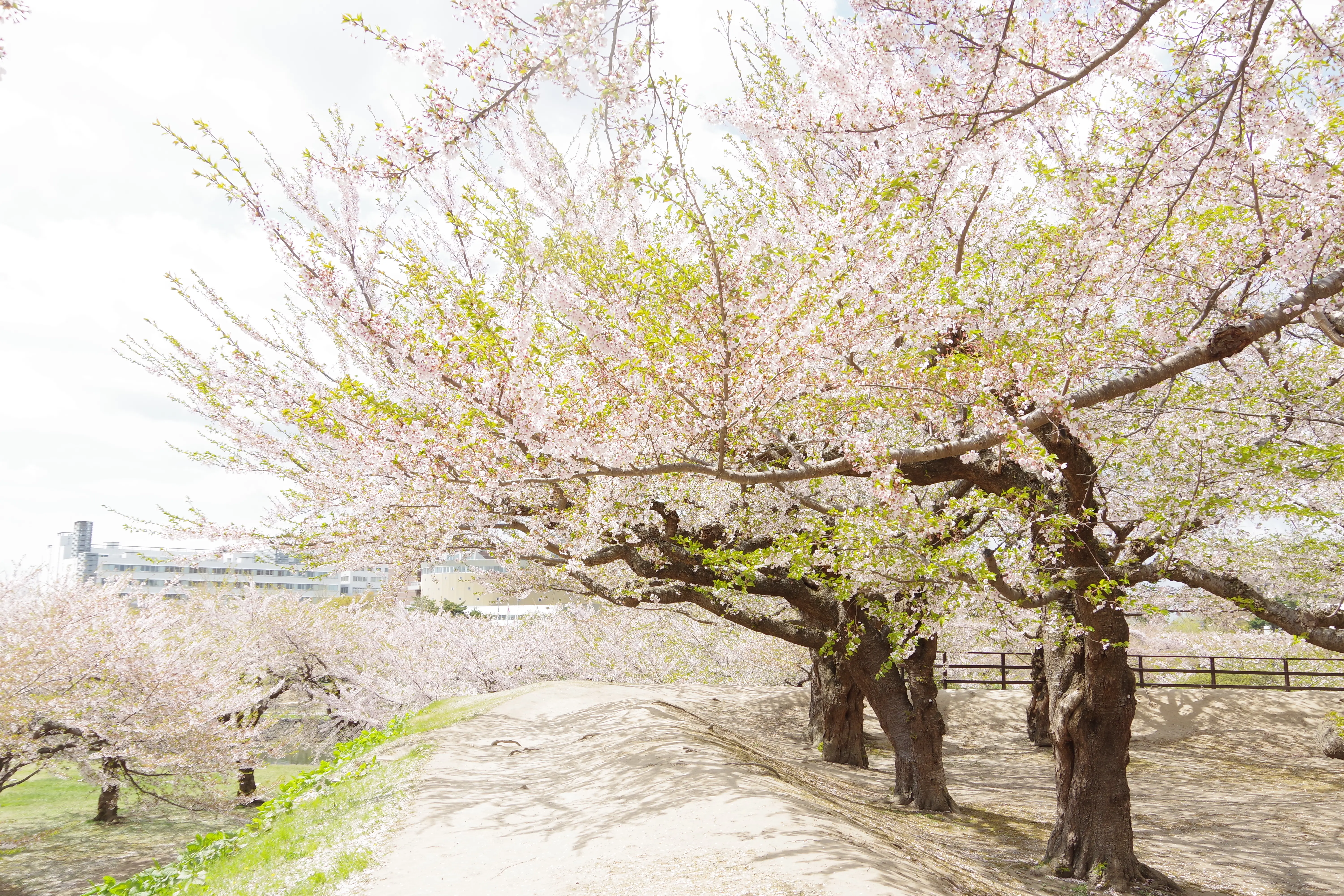 ※函新撮影※260430五稜郭公園 (3).JPG